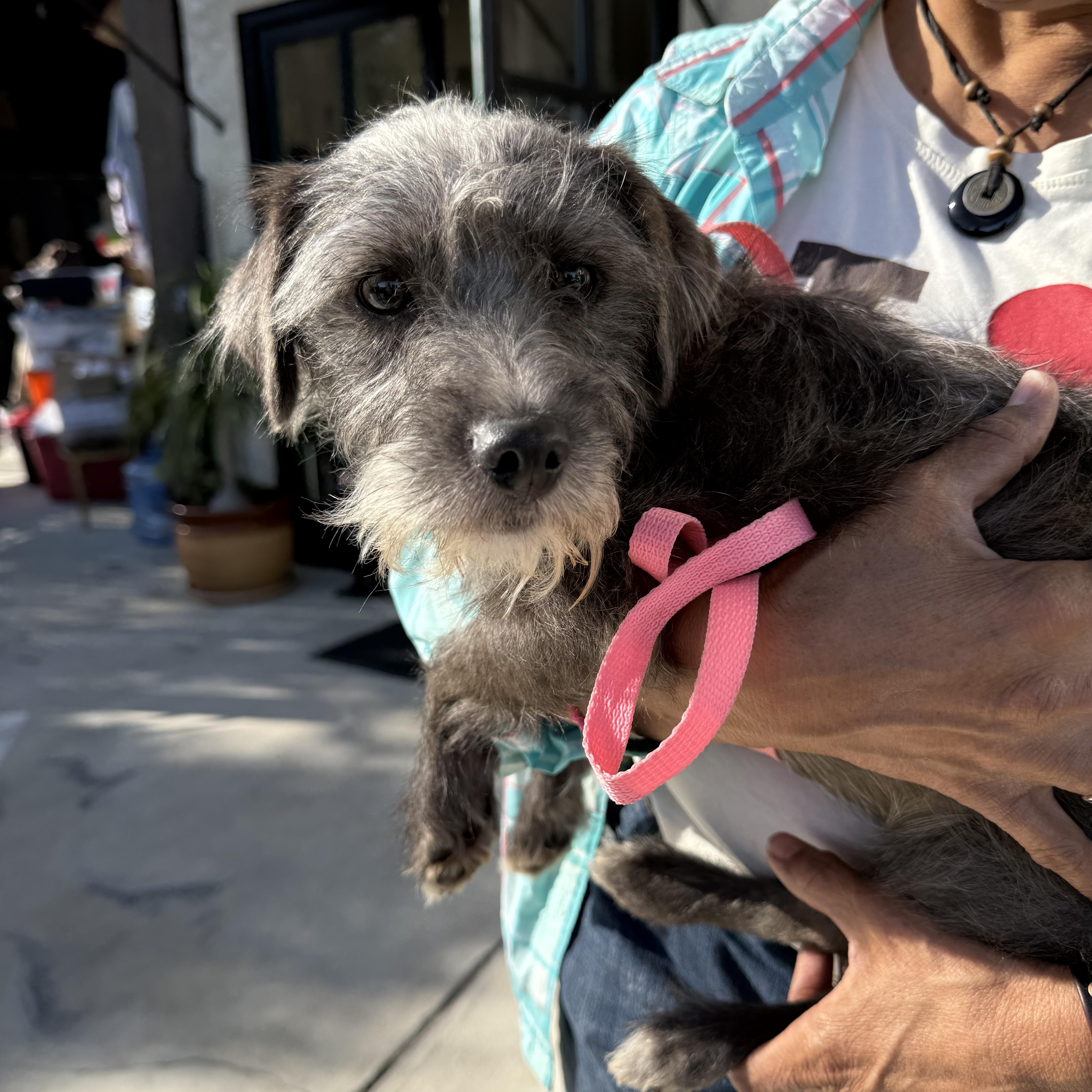 Enlarge Moe, a Adoptable mixed breed in Glendale, CA image 1/3