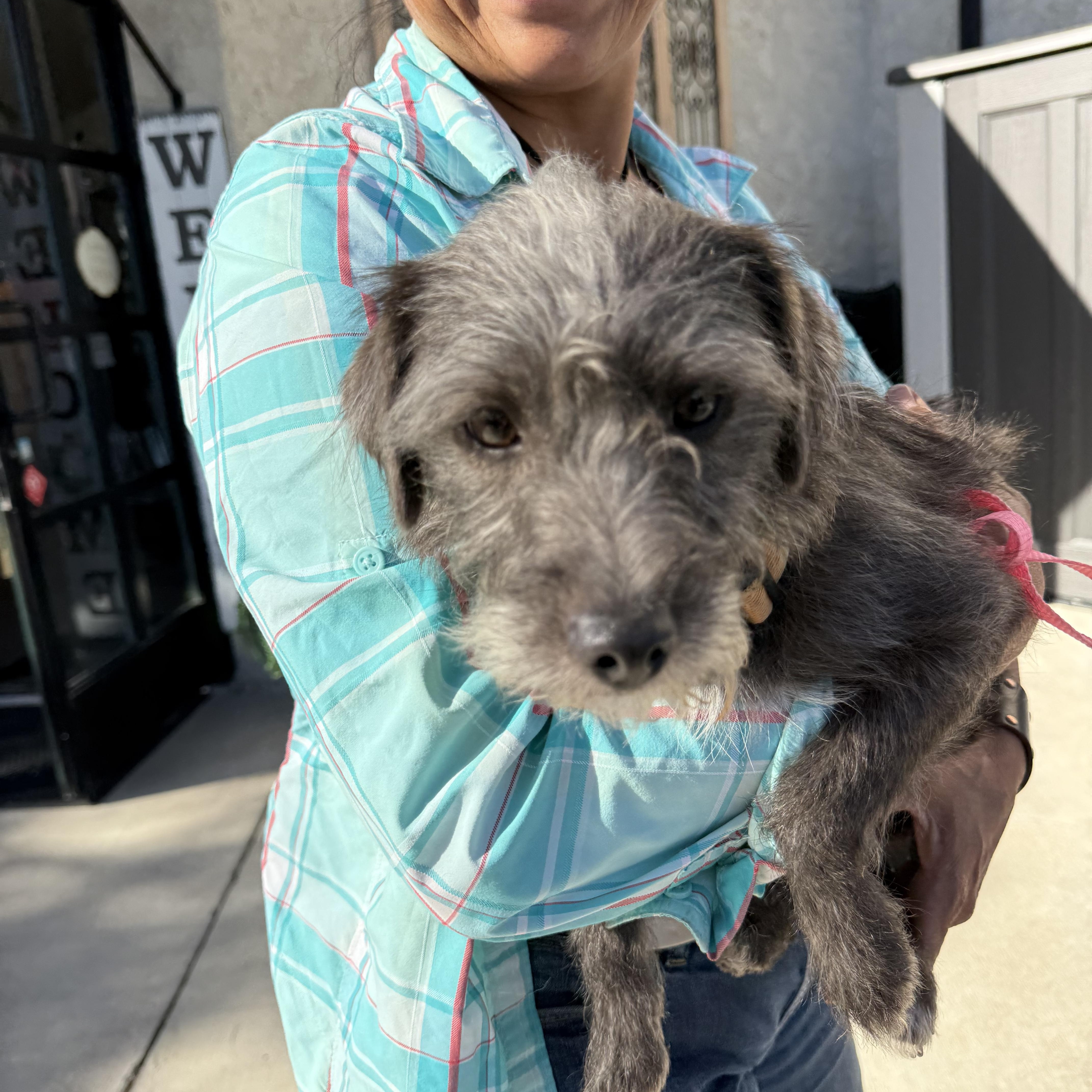 Enlarge Moe, a Adoptable mixed breed in Glendale, CA image 2/3
