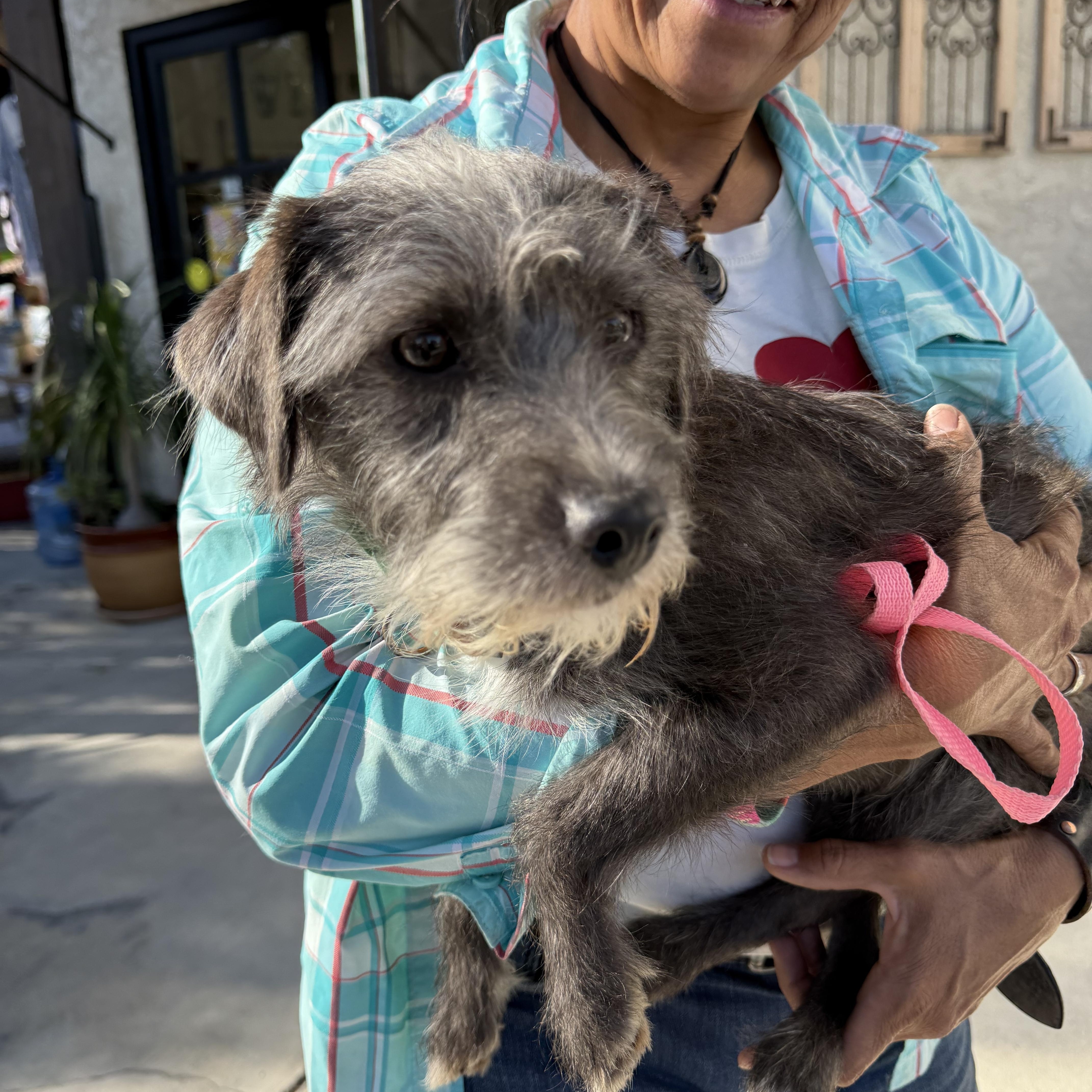 Enlarge Moe, a Adoptable mixed breed in Glendale, CA image 3/3