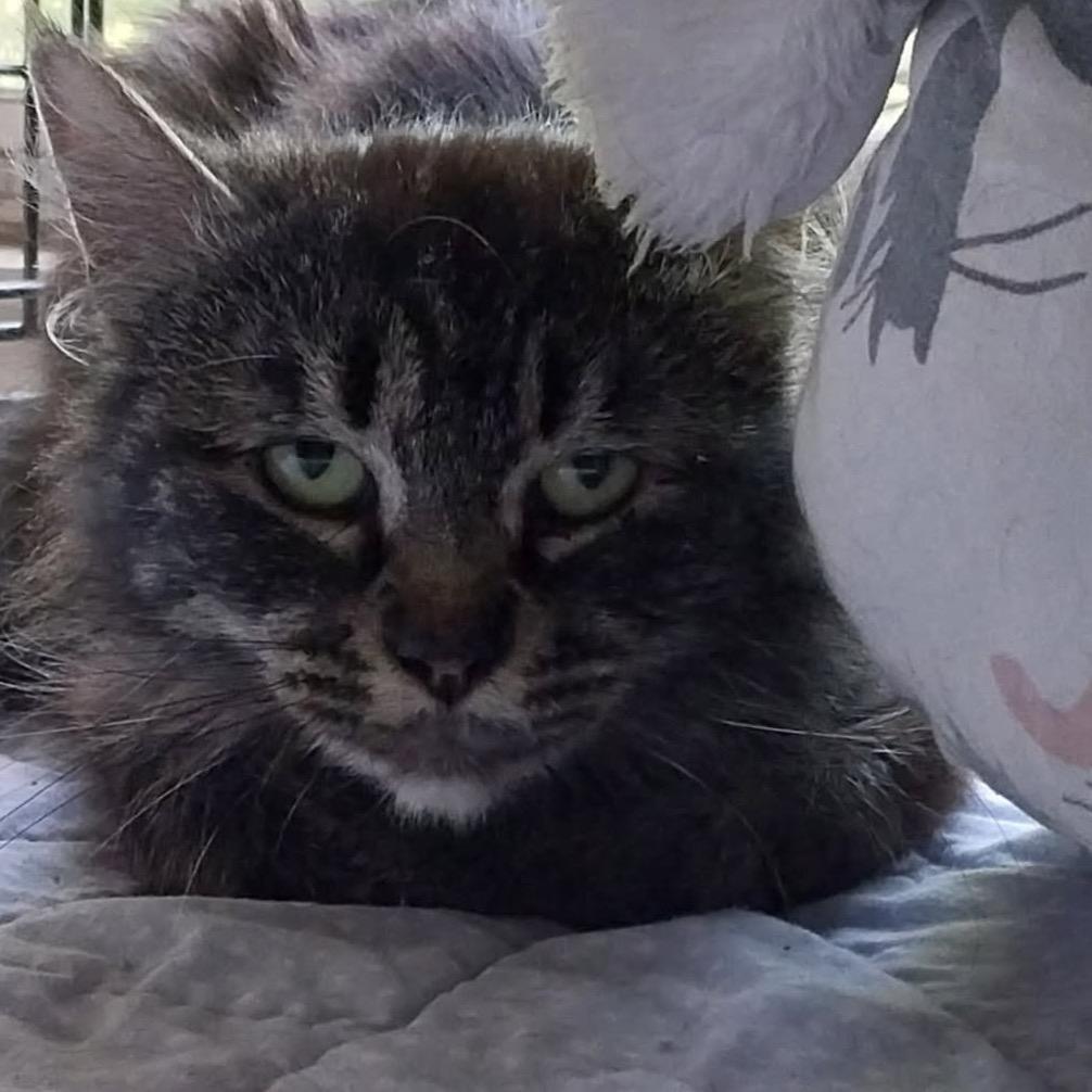 Mama Lily, Adoptable, Adult Female Domestic Long Hair.