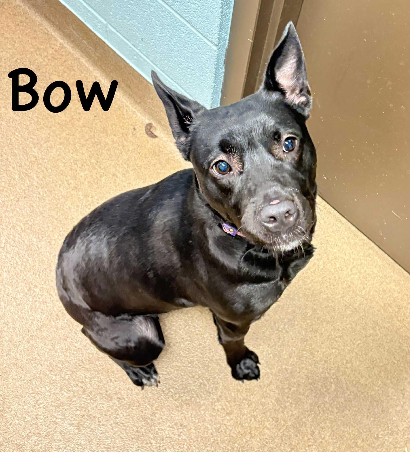 Bow, ADOPTABLE, Young Female Terrier.