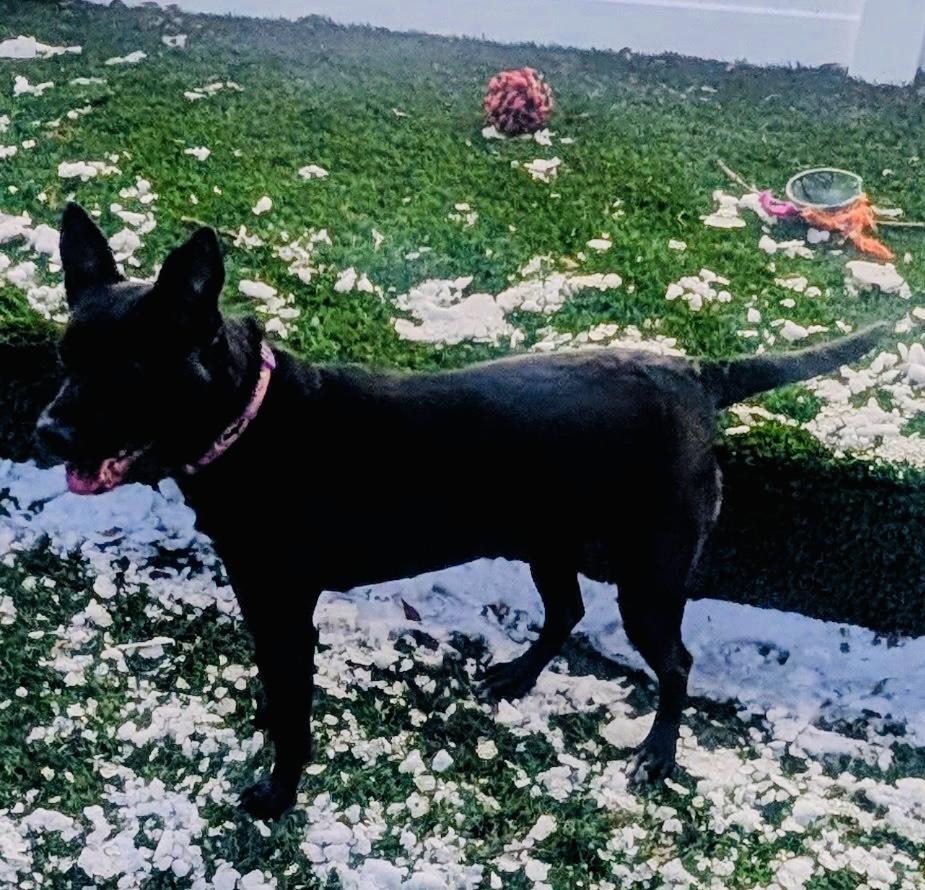 Bow, a ADOPTABLE mixed breed in Mount Juliet, TN image 3/3