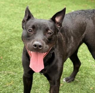 Bow, ADOPTABLE, Young Female Terrier.