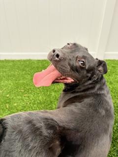 Enlarge Bow, a ADOPTABLE mixed breed in Mount Juliet, TN image 3/4