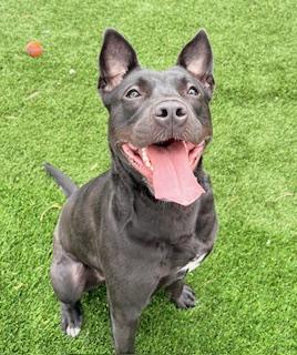 Enlarge Bow, a ADOPTABLE mixed breed in Mount Juliet, TN image 4/4