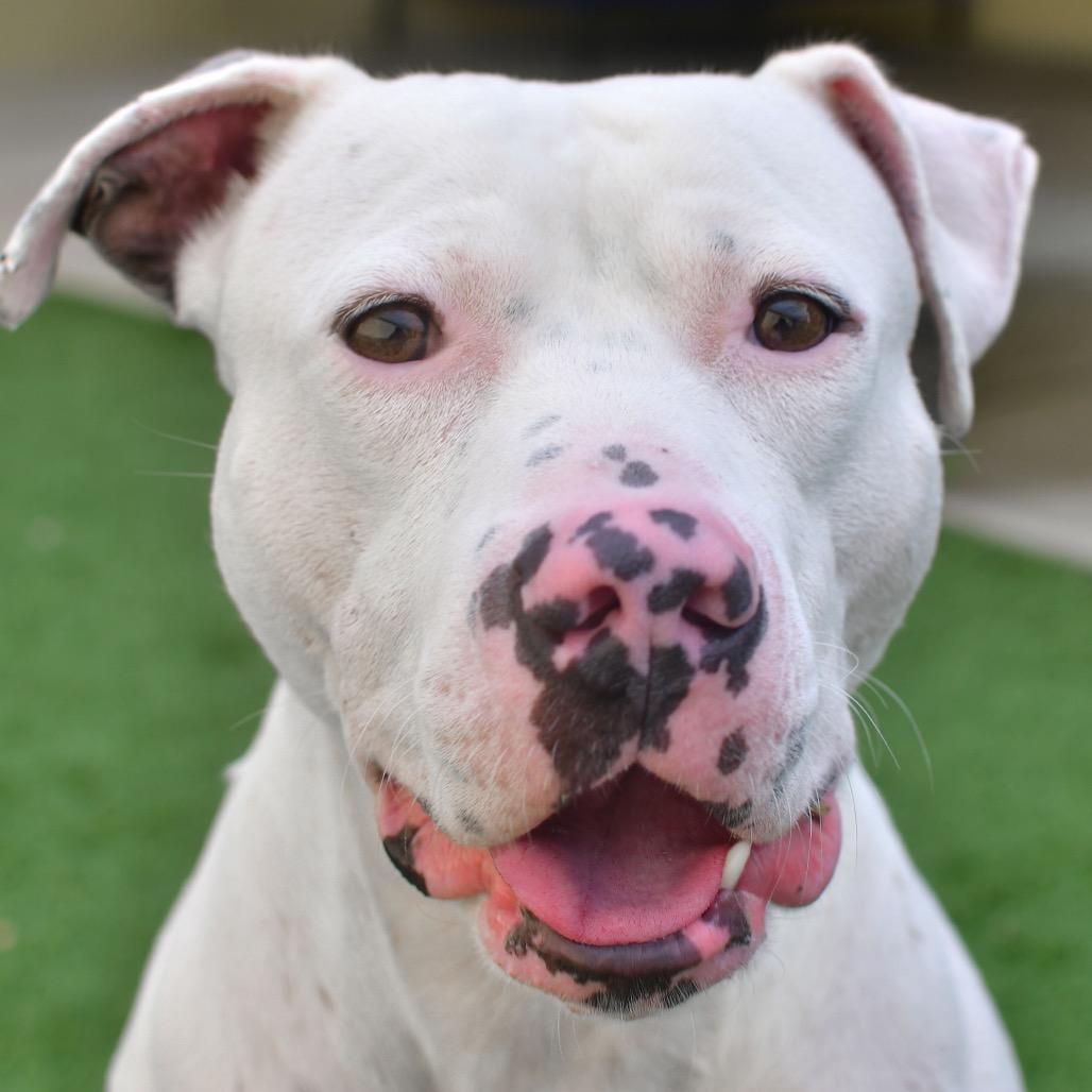 George/Gino, Adoptable, Adult Male Pit Bull Terrier.