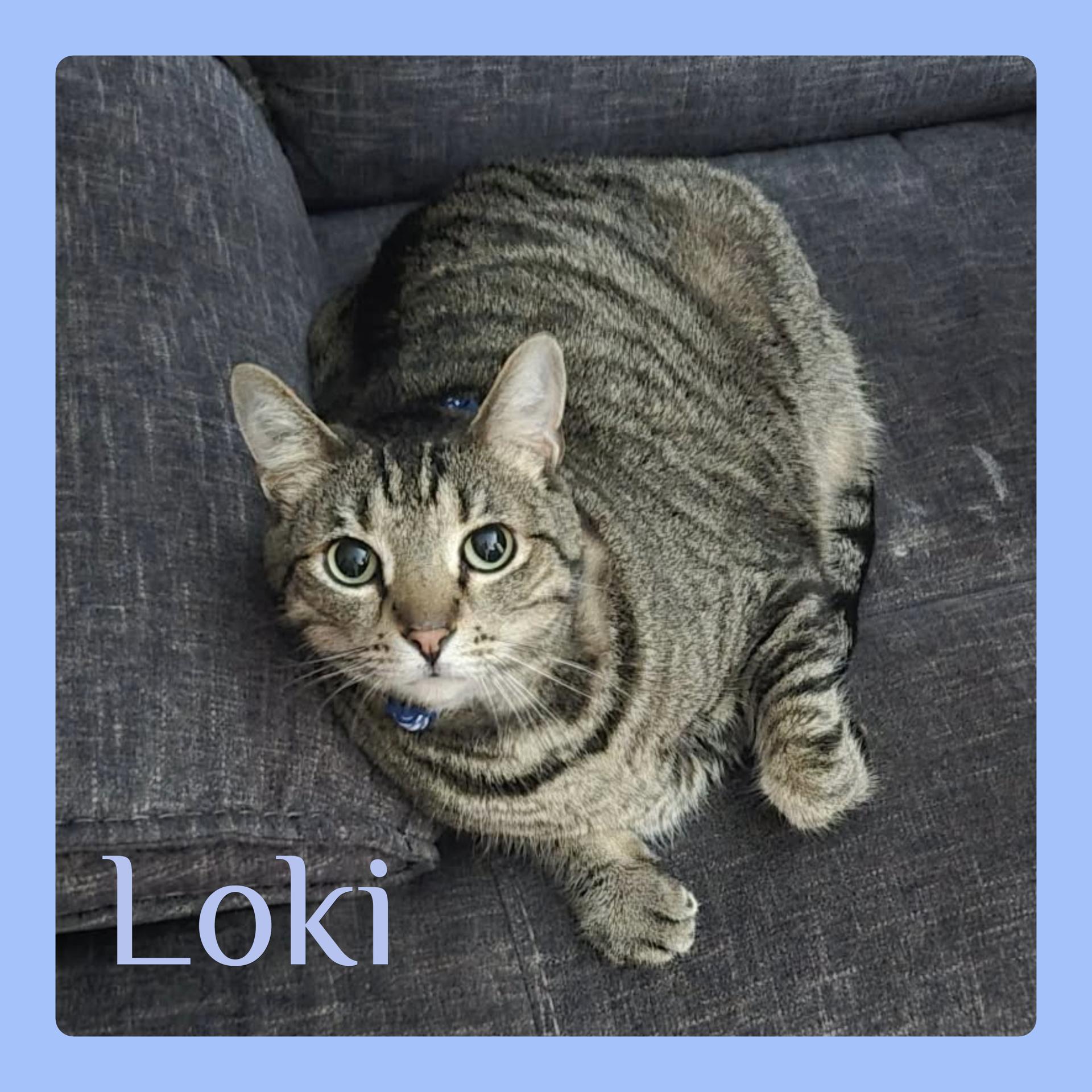 LOKI, ADOPTABLE, Adult Male Tabby.