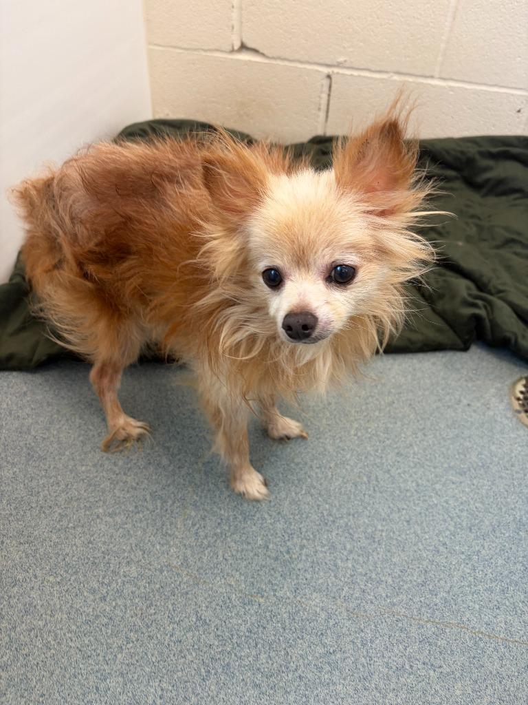 Scar, Adopted, Senior Male Pomeranian.