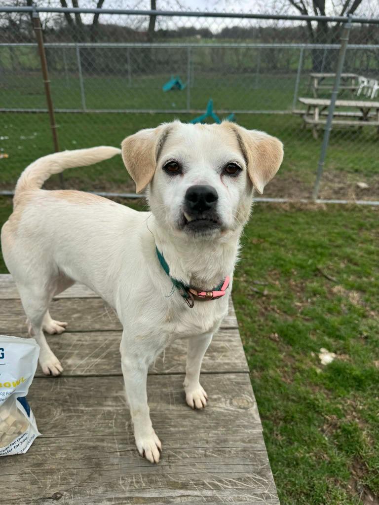 Enlarge Anna, a Adoptable Mixed Breed in Marion, OH image 1/5