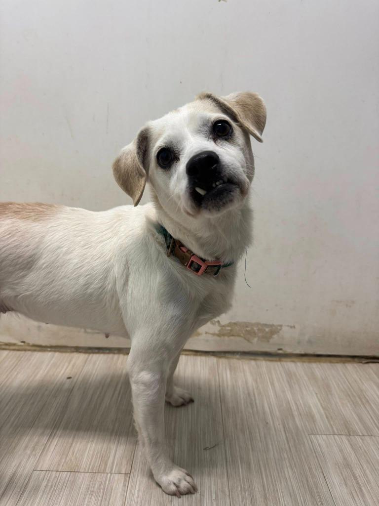 Anna, Adoptable, Adult Female Mixed Breed.