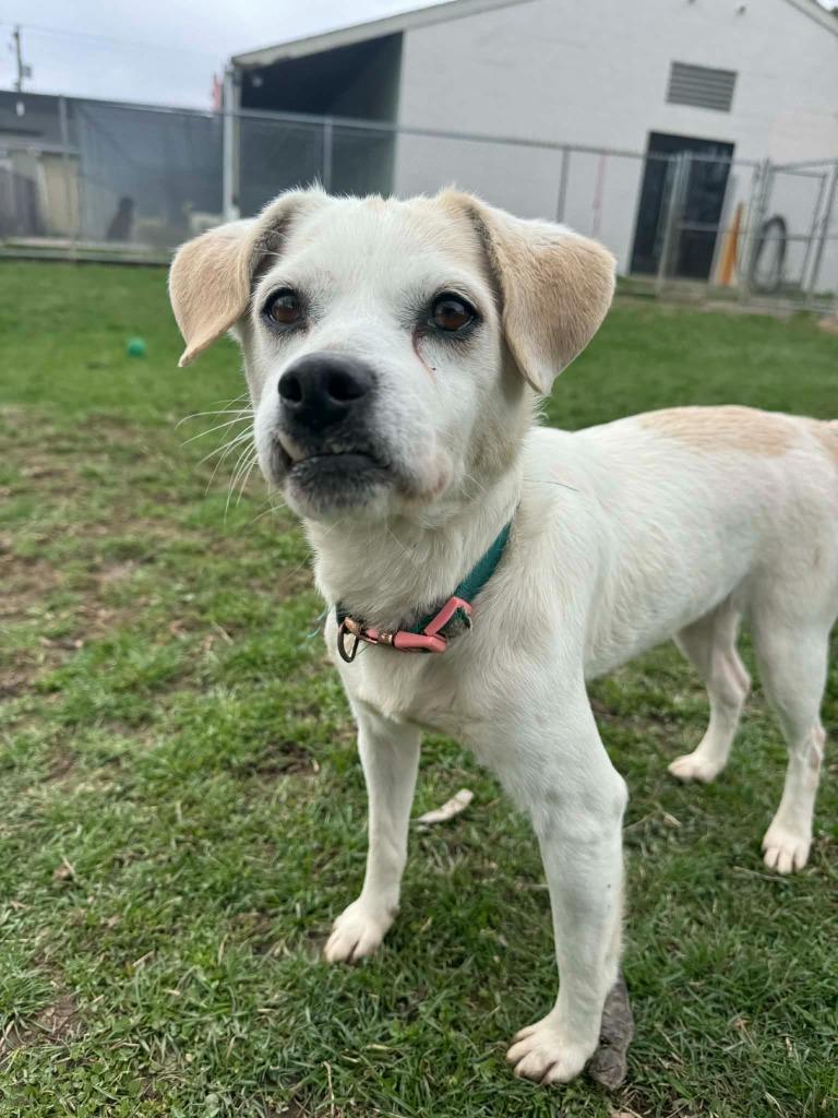 Enlarge Anna, a Adoptable Mixed Breed in Marion, OH image 3/5