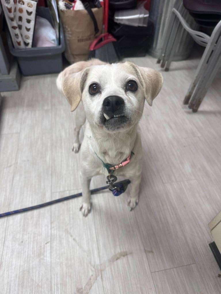 Enlarge Anna, a Adoptable Mixed Breed in Marion, OH image 2/2