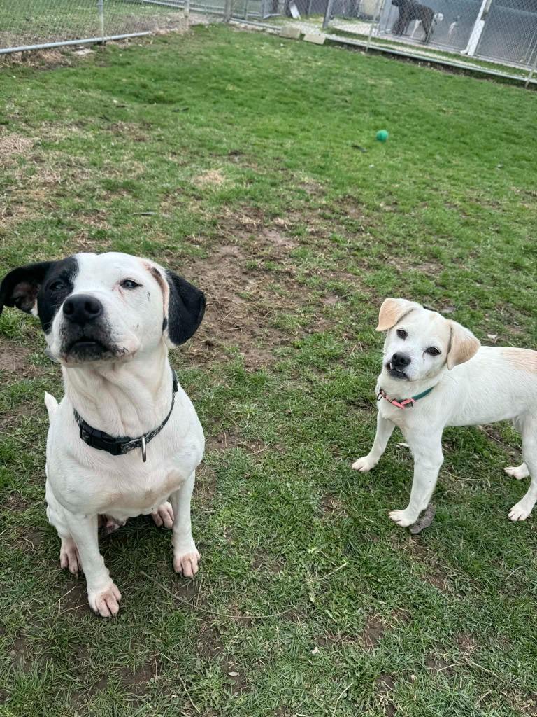 Enlarge Anna, a Adoptable Mixed Breed in Marion, OH image 5/5