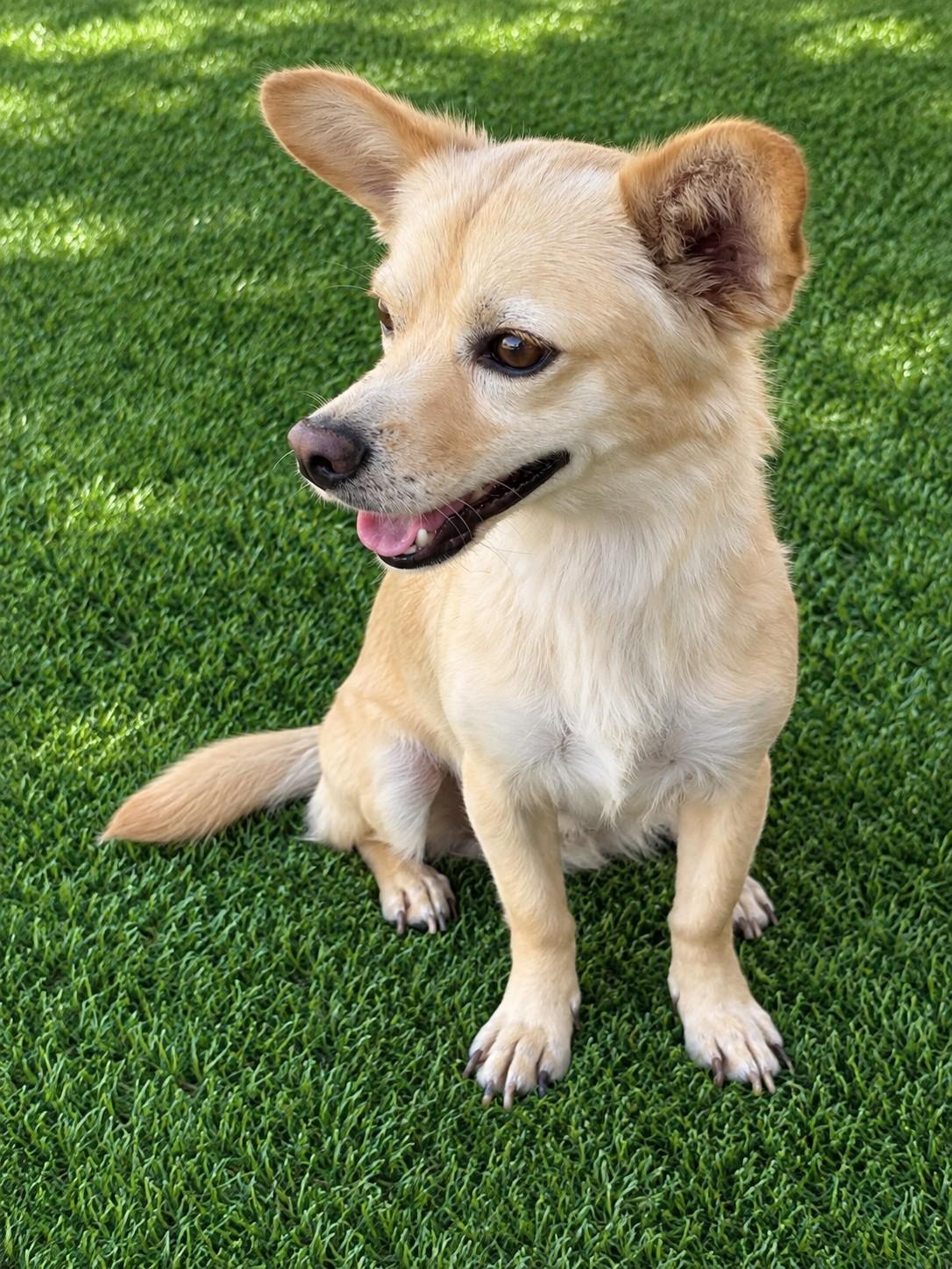 Enlarge Hobo, a Adopted mixed breed in Poway, CA image 2/3