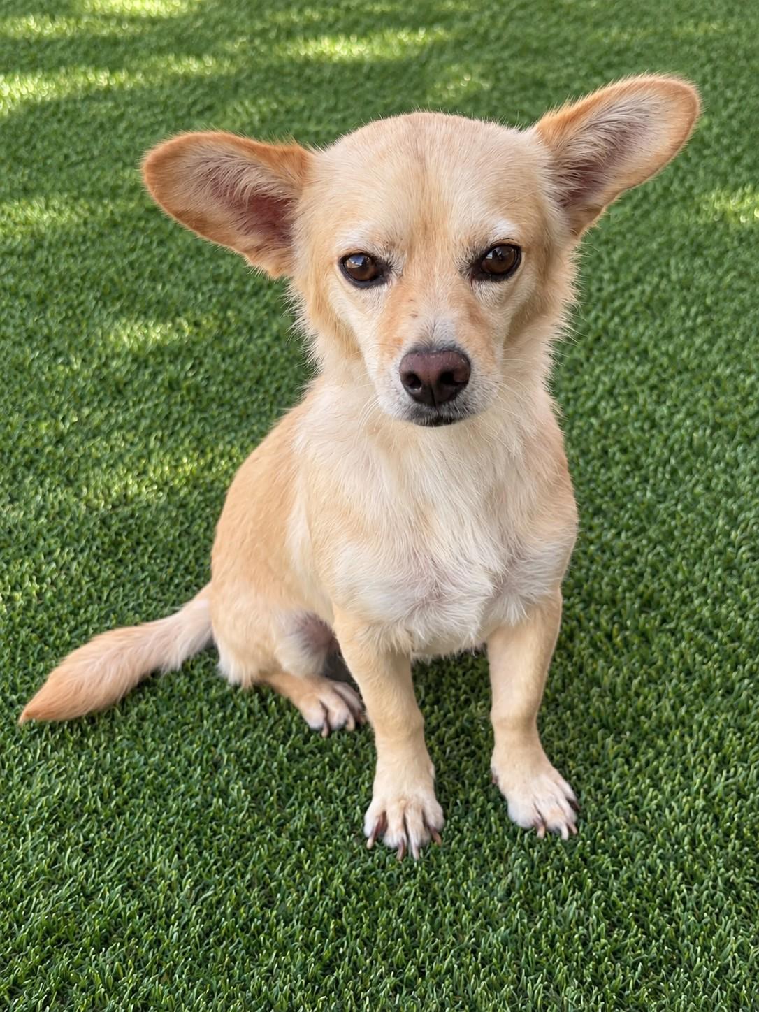Hobo, Adopted, Adult Female Corgi.
