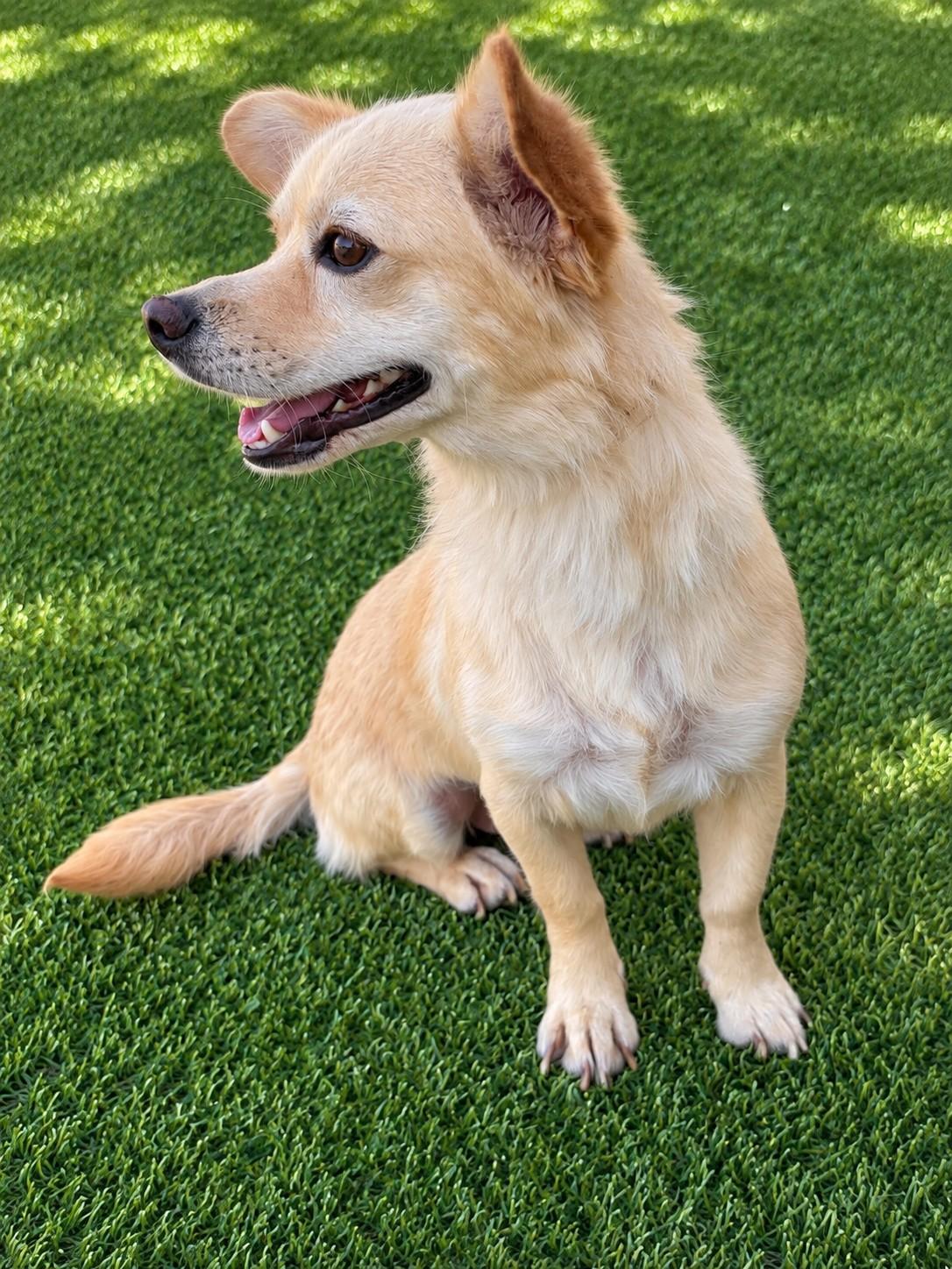 Enlarge Hobo, a Adopted mixed breed in Poway, CA image 3/3