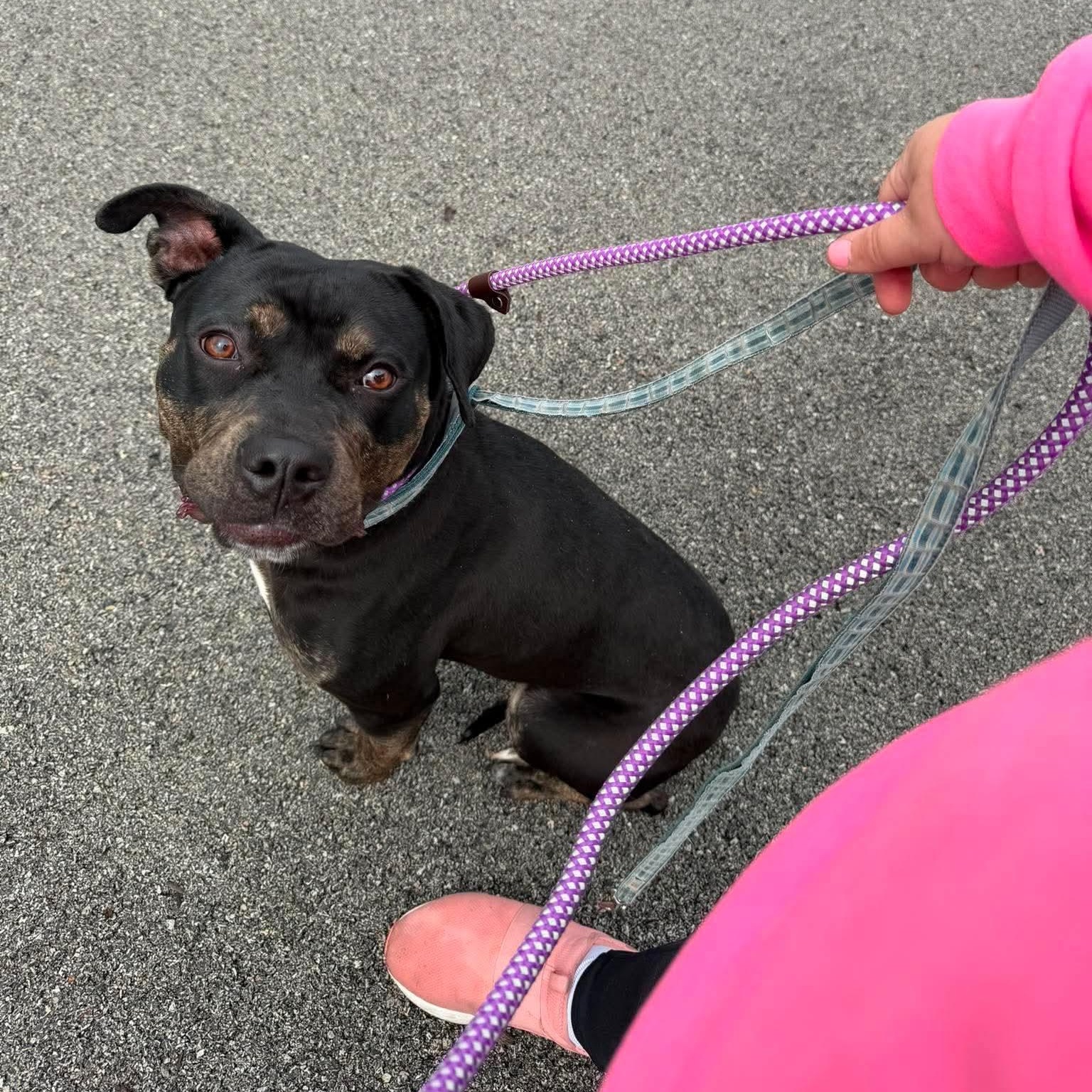 Enlarge Tula, a ADOPTABLE mixed breed in Minooka, IL image 1/4