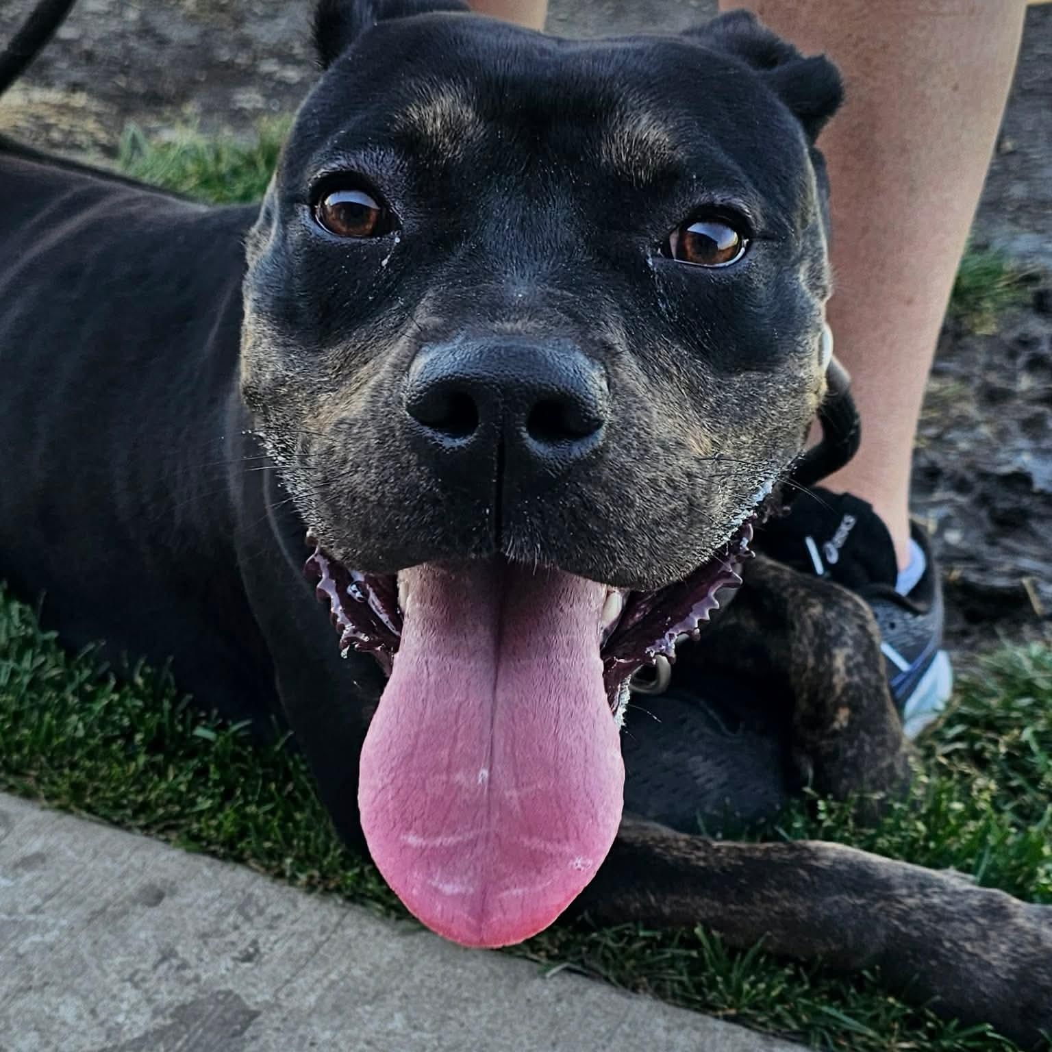 Enlarge Tula, a ADOPTABLE mixed breed in Minooka, IL image 3/4