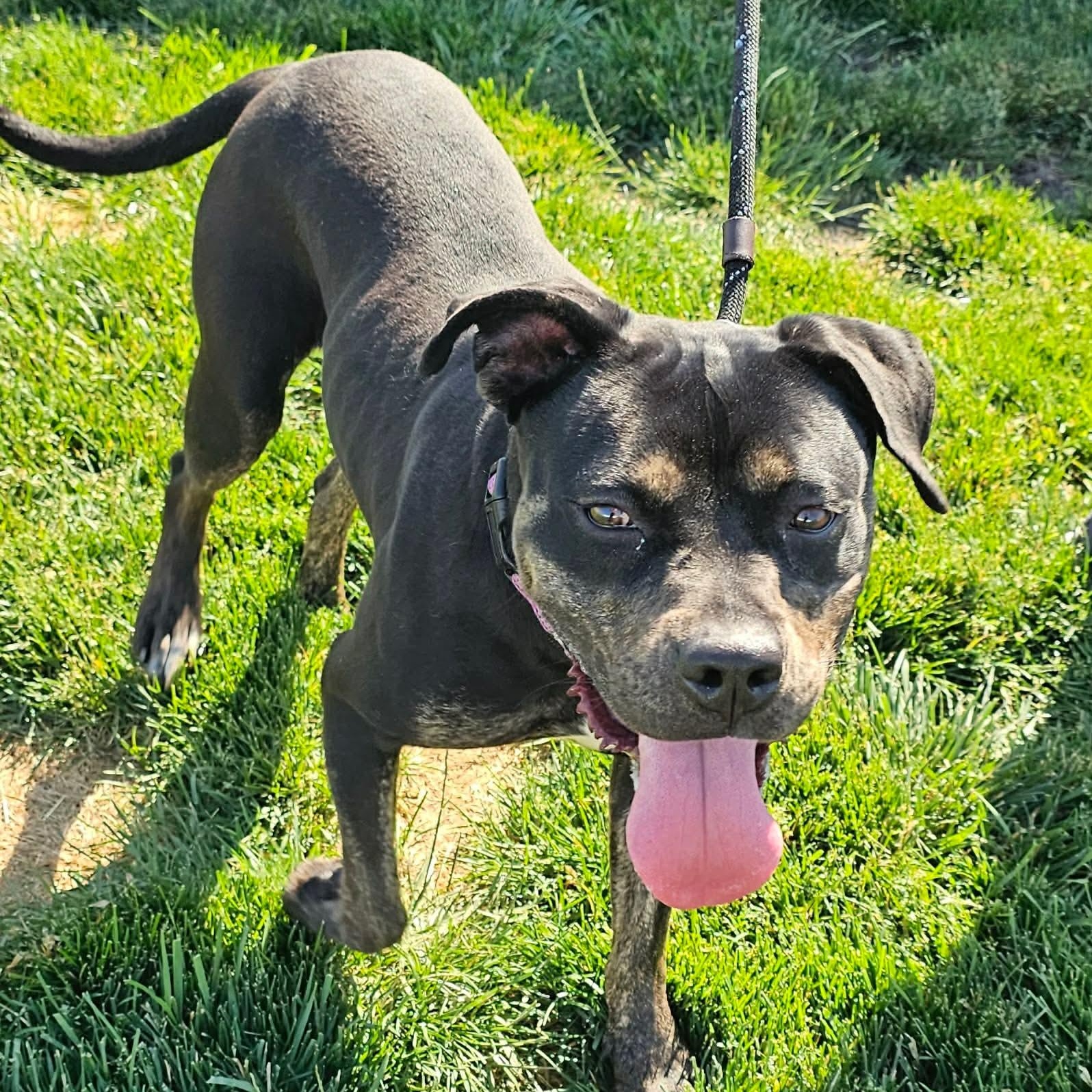 Enlarge Tula, a ADOPTABLE mixed breed in Minooka, IL image 4/4