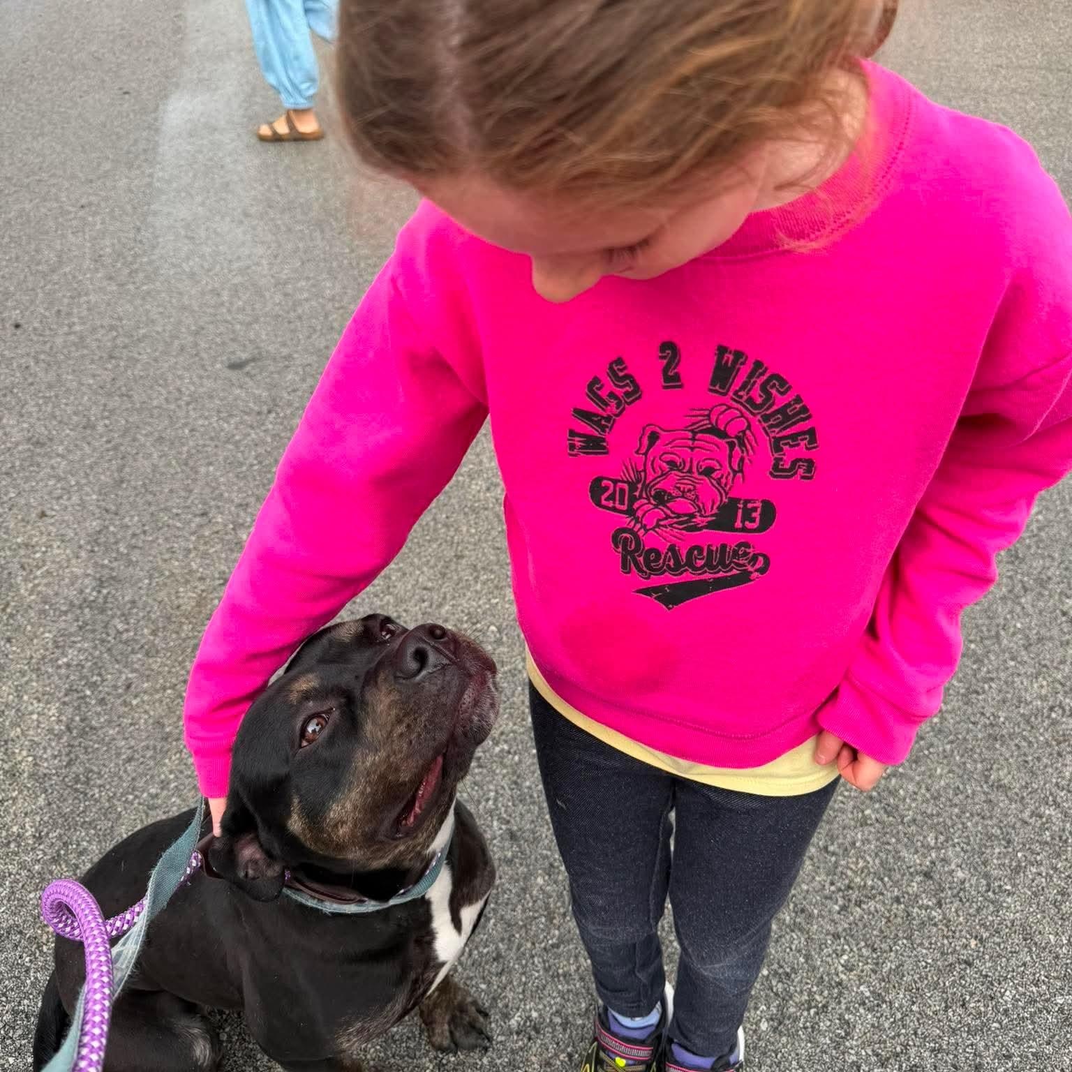 Enlarge Tula, a ADOPTABLE mixed breed in Minooka, IL image 2/4