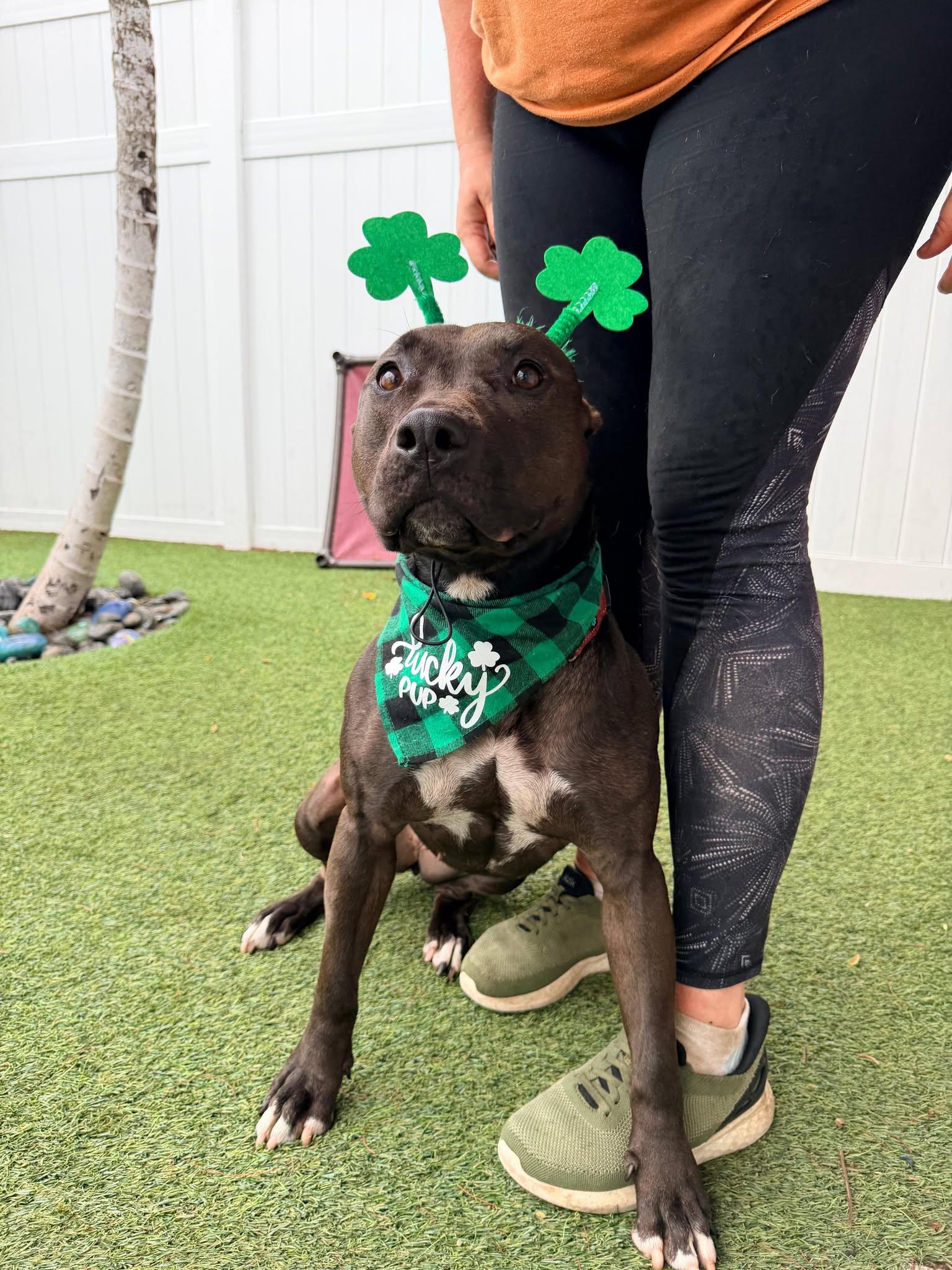 Raven, Adoptable, Adult Female Terrier.