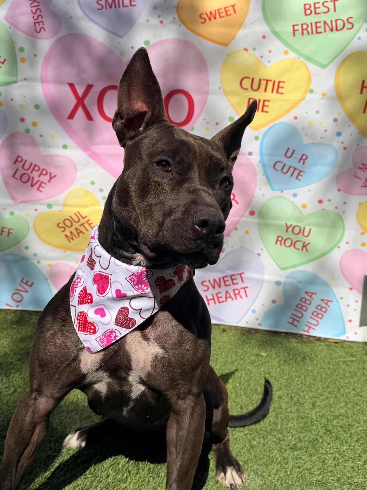 Enlarge Raven, a Adoptable Terrier in Pompano Beach, FL image 1/3