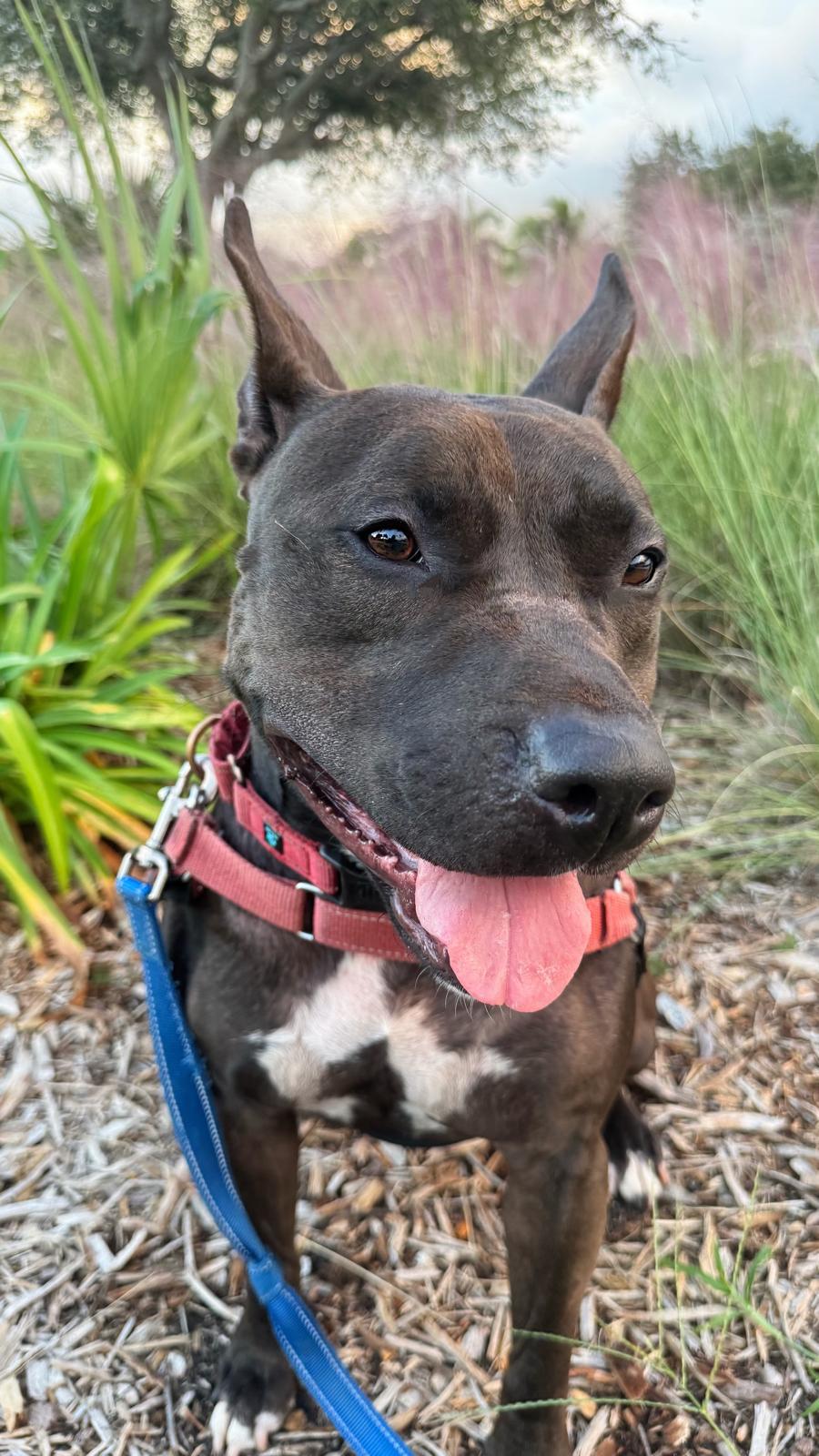 Raven, Adoptable, Adult Female Terrier.