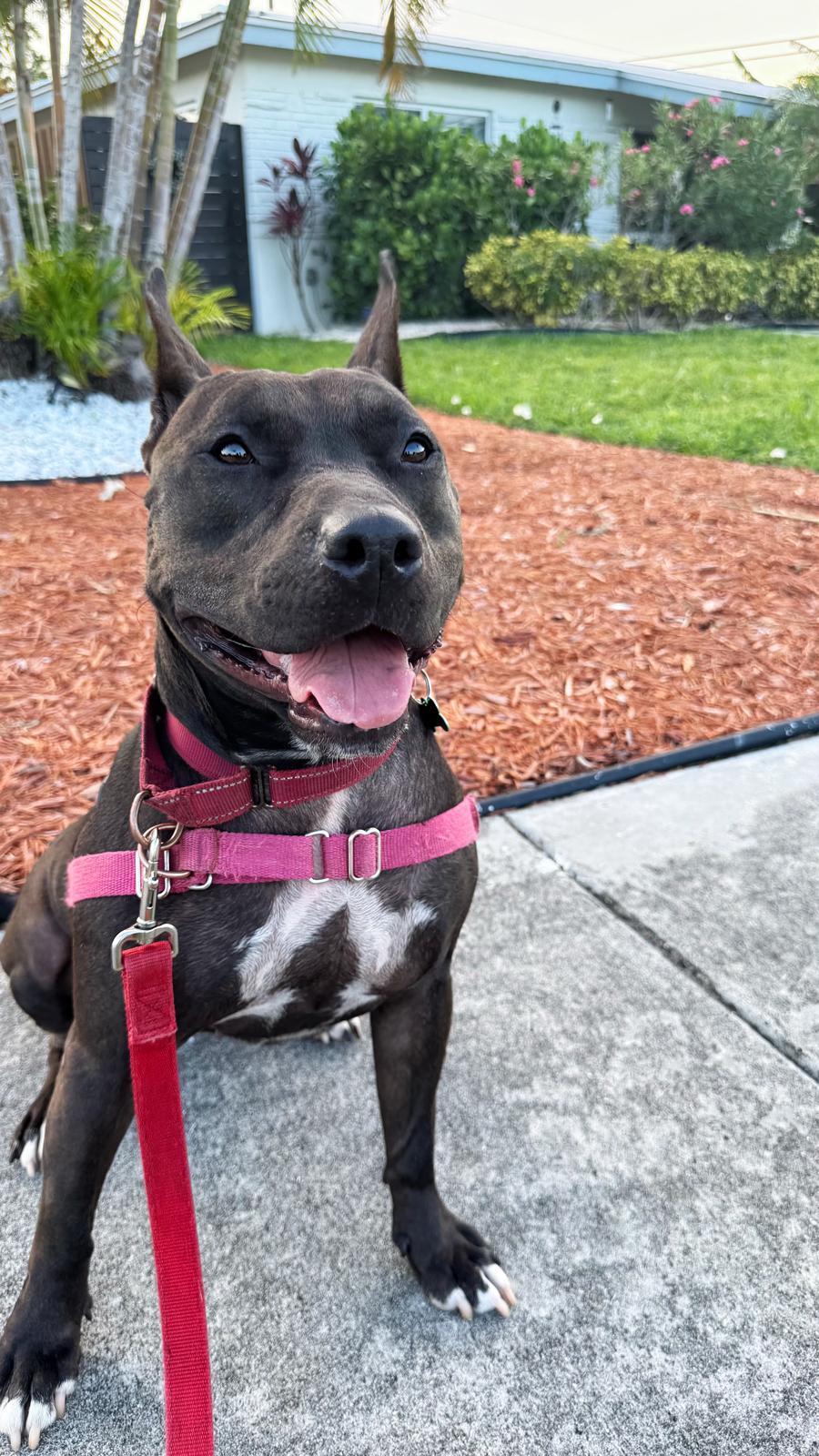 Raven, a Adoptable Terrier in Pompano Beach, FL image 1/3