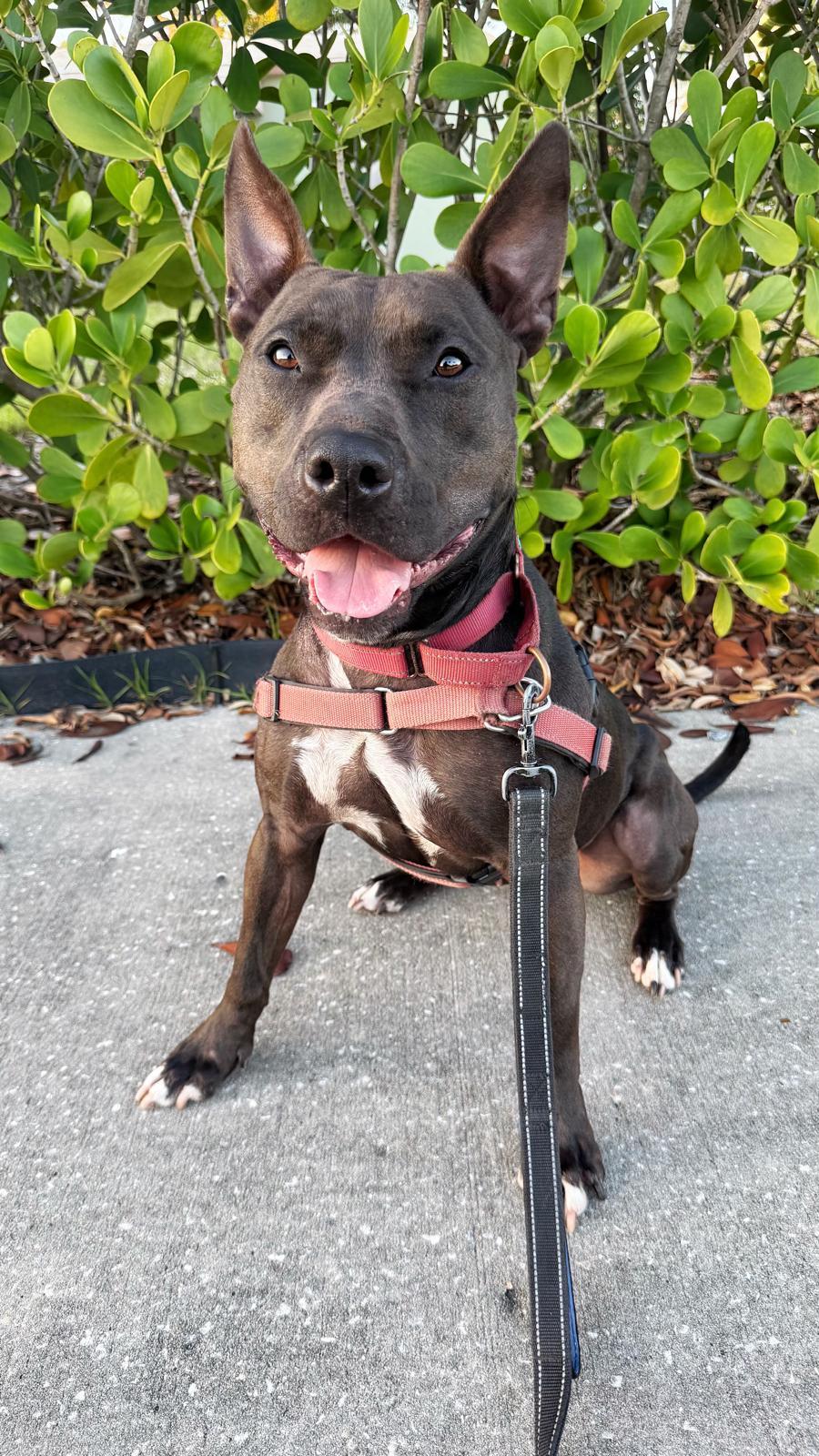 Enlarge Raven, a Adoptable Terrier in Pompano Beach, FL image 2/3