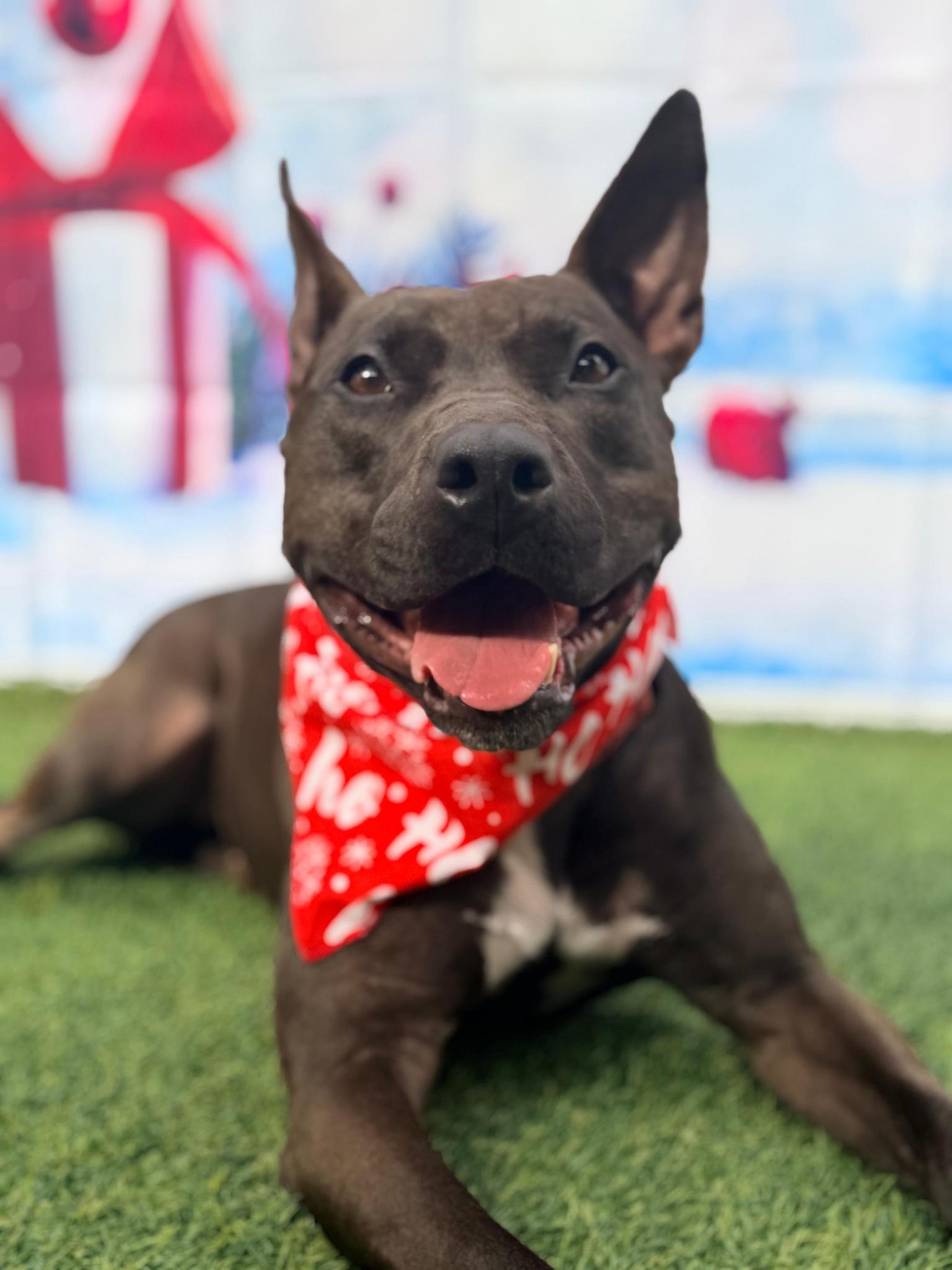 Raven, a Adoptable Terrier in Pompano Beach, FL image 1/3