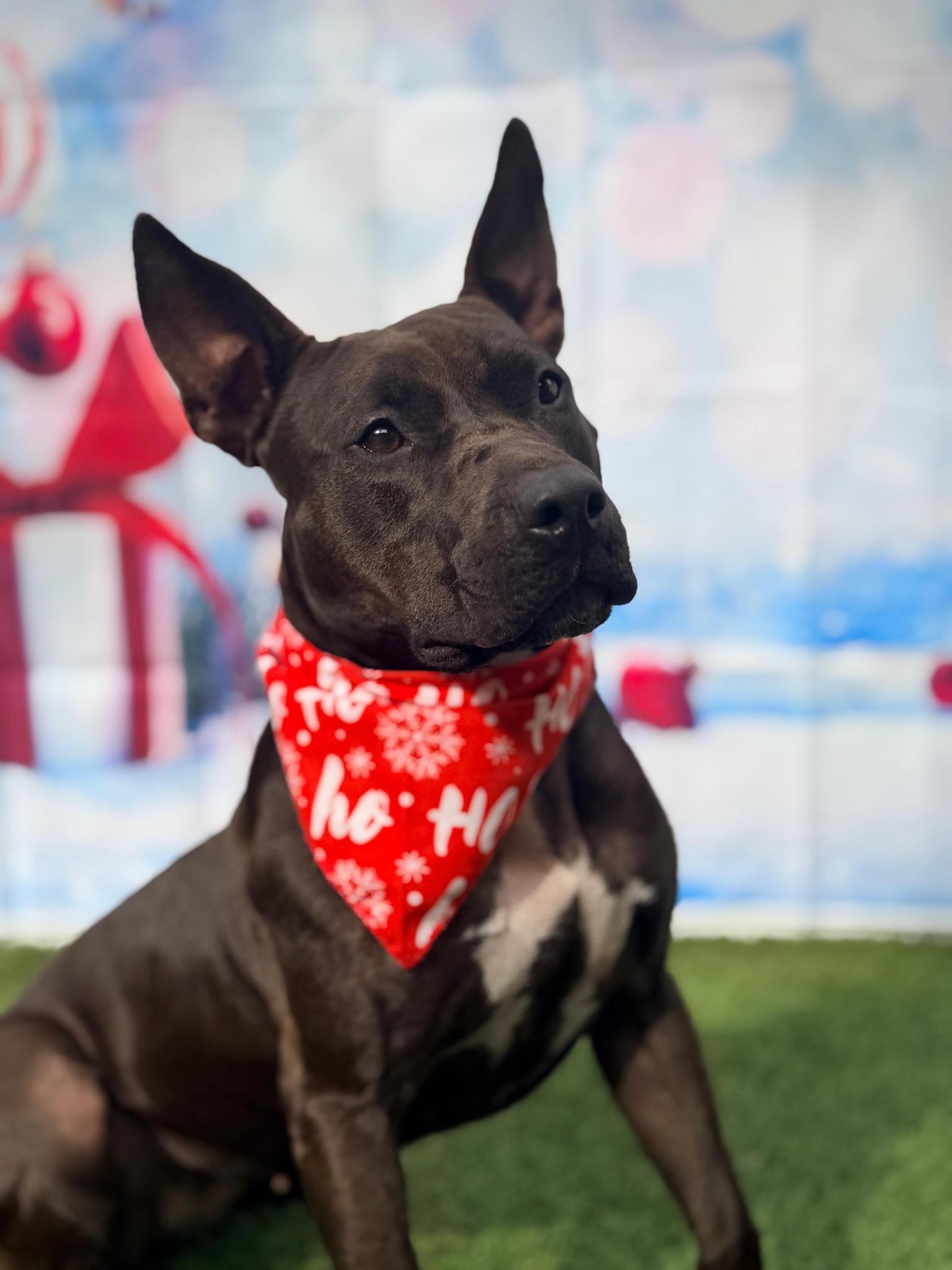 Raven, a Adoptable Terrier in Pompano Beach, FL image 2/3