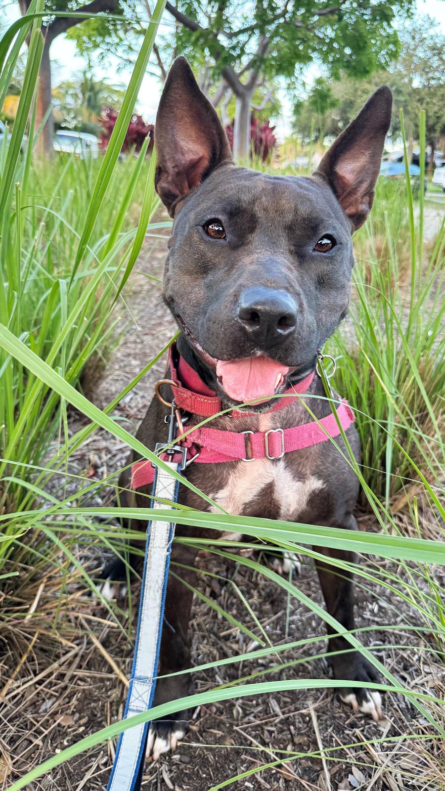 Raven, a Adoptable Terrier in Pompano Beach, FL image 2/3