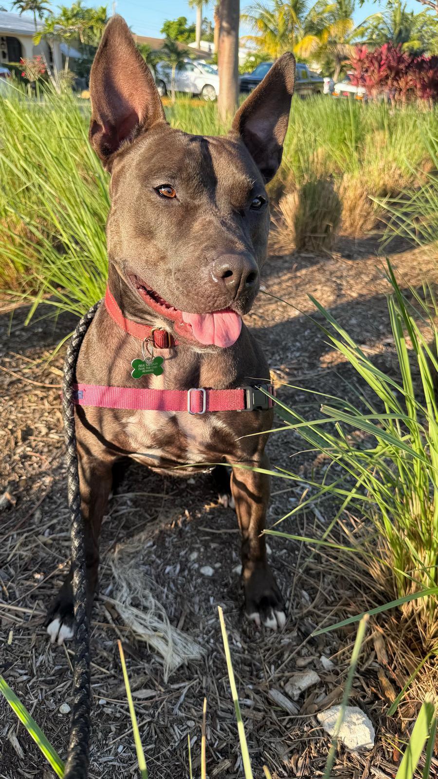 Raven, a Adoptable Terrier in Pompano Beach, FL image 3/3
