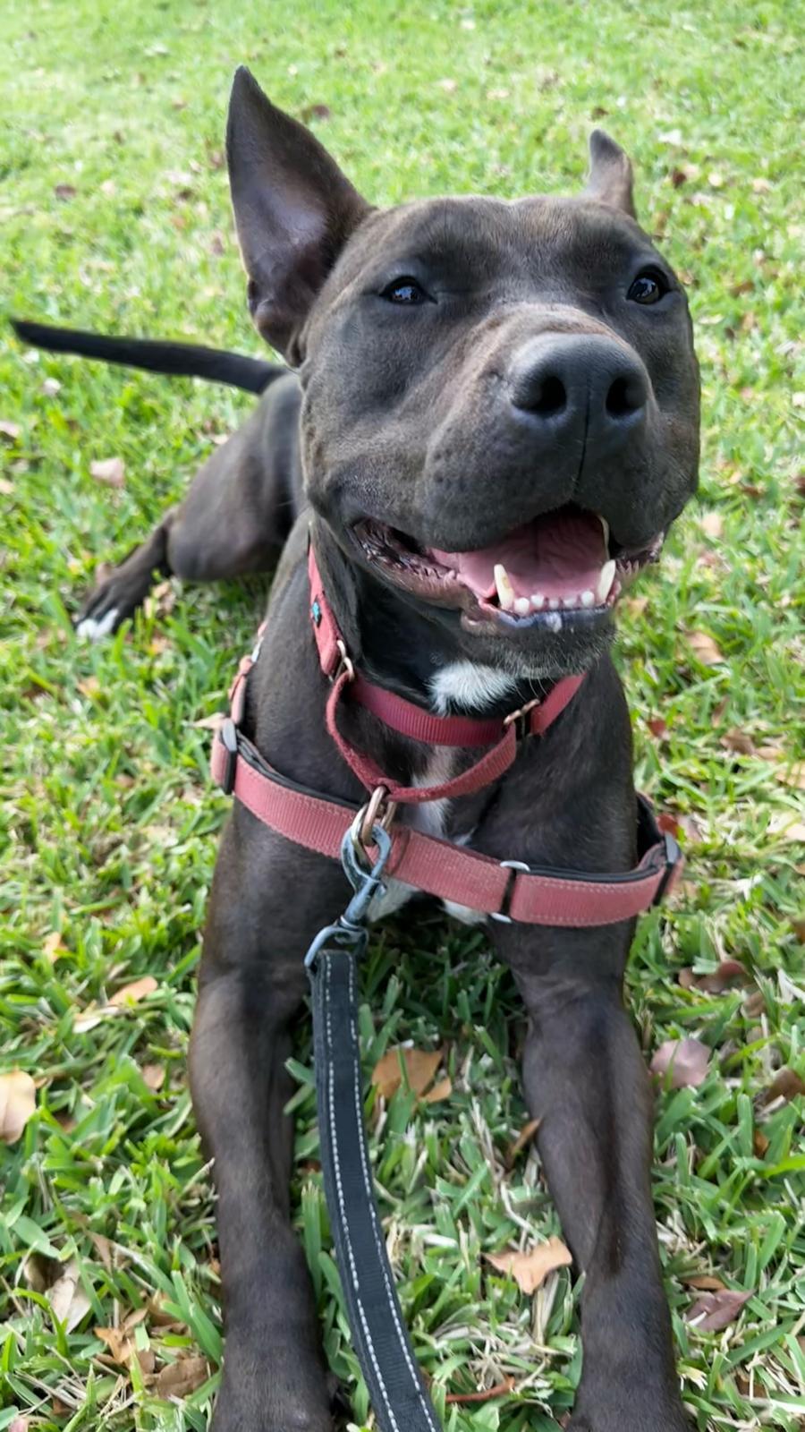 Raven, a Adoptable Terrier in Pompano Beach, FL image 3/3