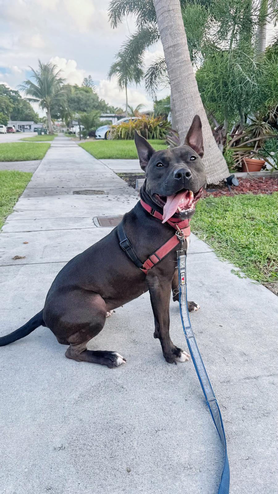 Raven, a Adoptable Terrier in Pompano Beach, FL image 3/3