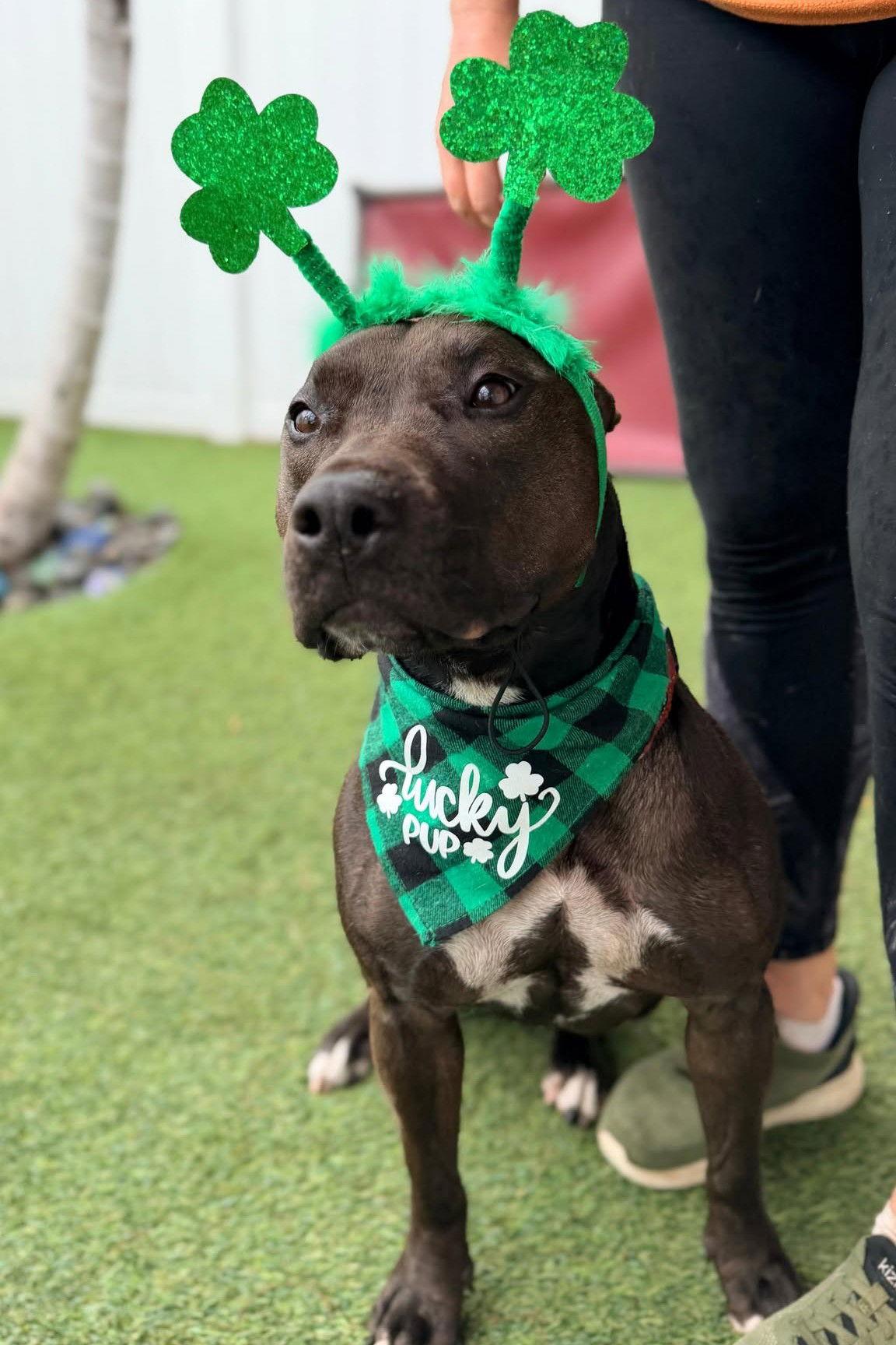 Enlarge Raven, a Adoptable Terrier in Pompano Beach, FL image 2/3