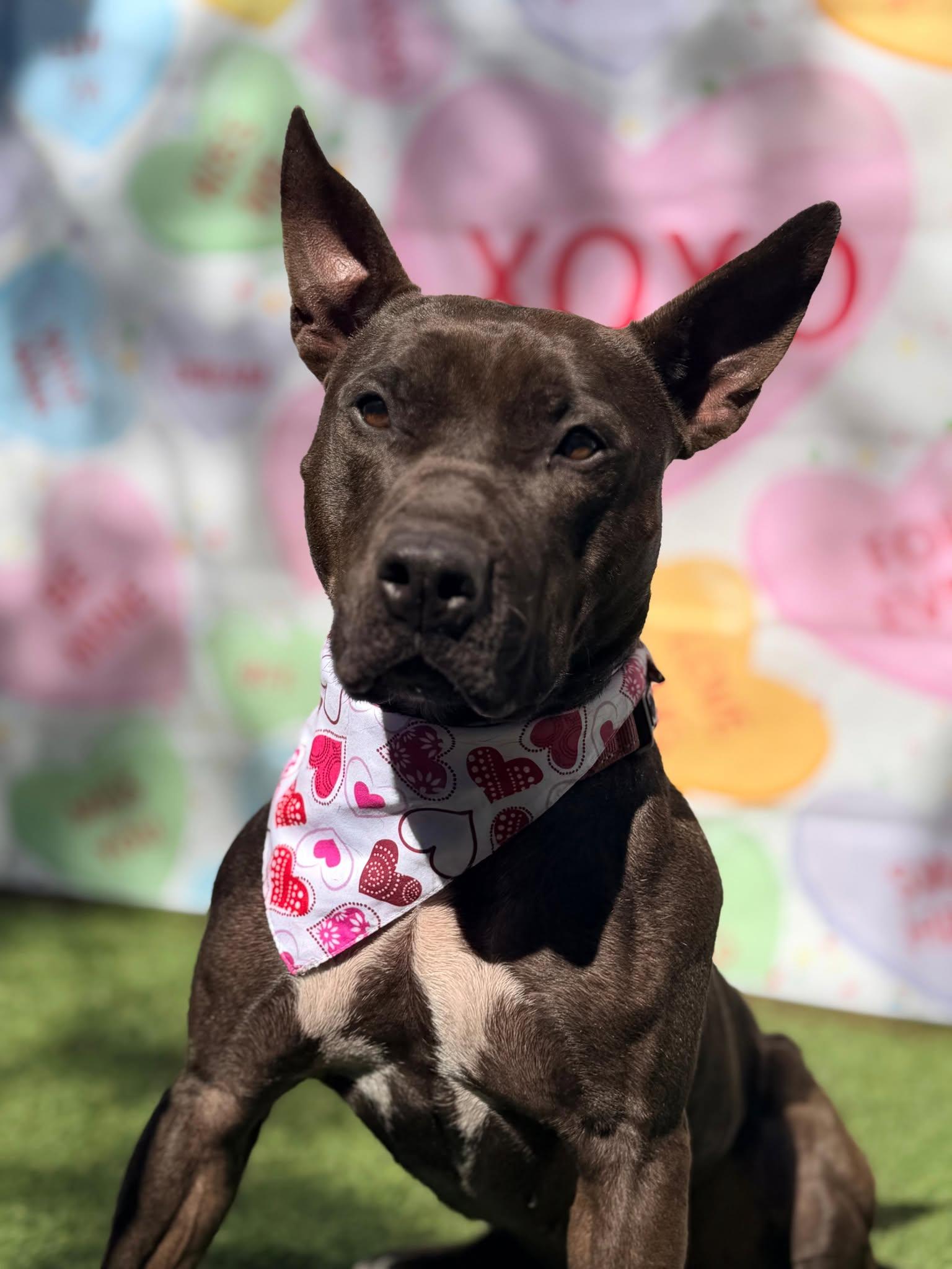 Enlarge Raven, a Adoptable Terrier in Pompano Beach, FL image 3/3