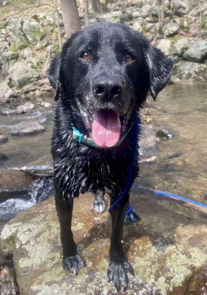 Shadow/King Havard, Adoptable, Adult Male Labrador Retriever.