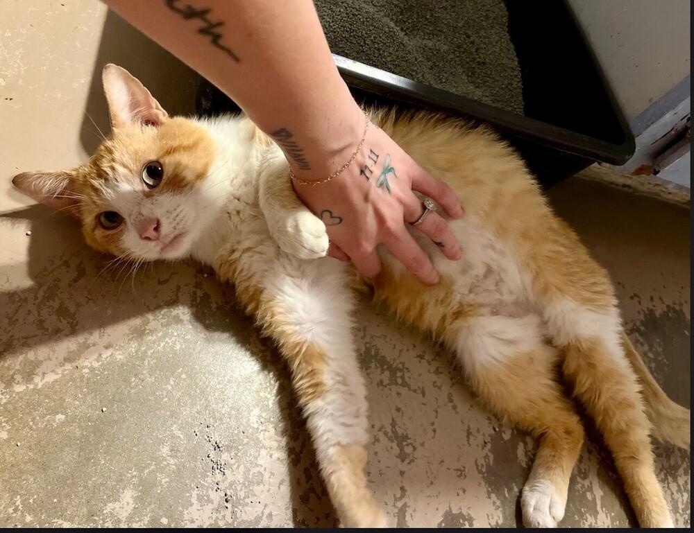 Henry, Adoptable, Young Male Domestic Short Hair.