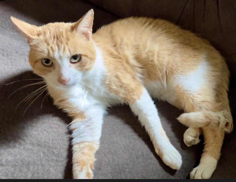 Enlarge Henry, a Adoptable Domestic Short Hair in Little Rock, AR image 2/6