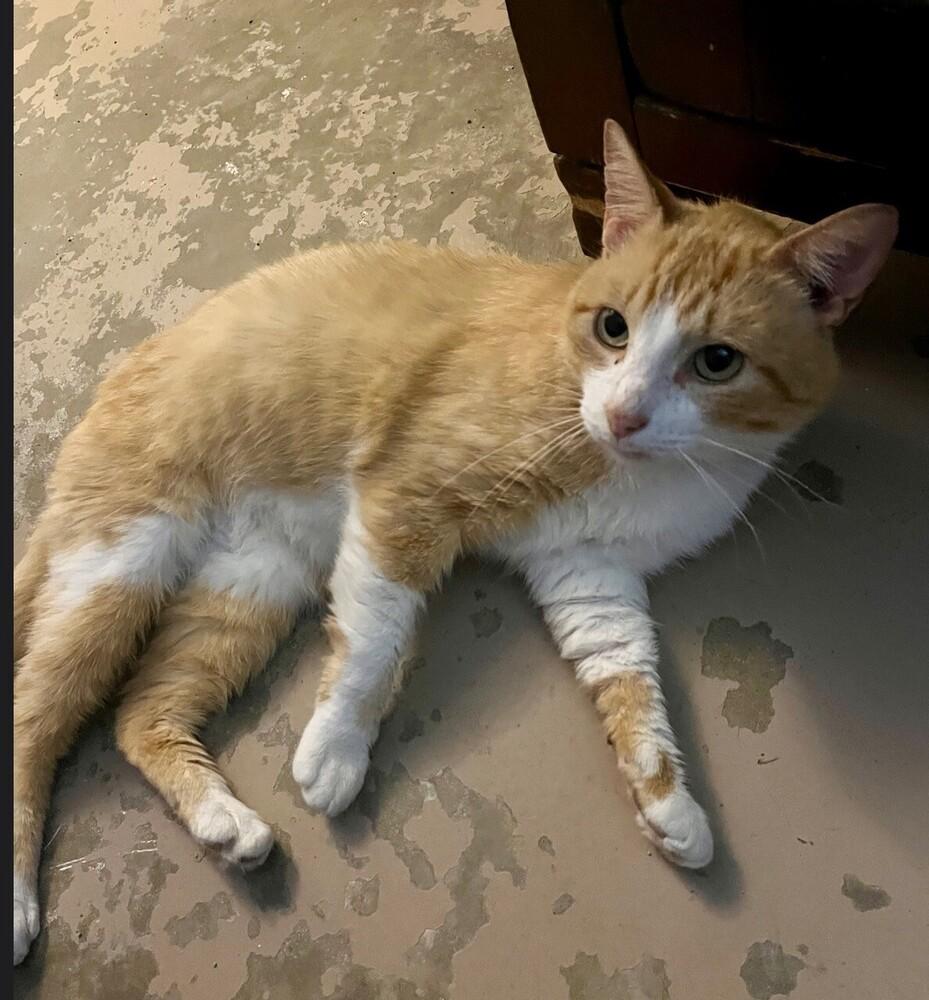 Enlarge Henry, a Adoptable Domestic Short Hair in Little Rock, AR image 4/6