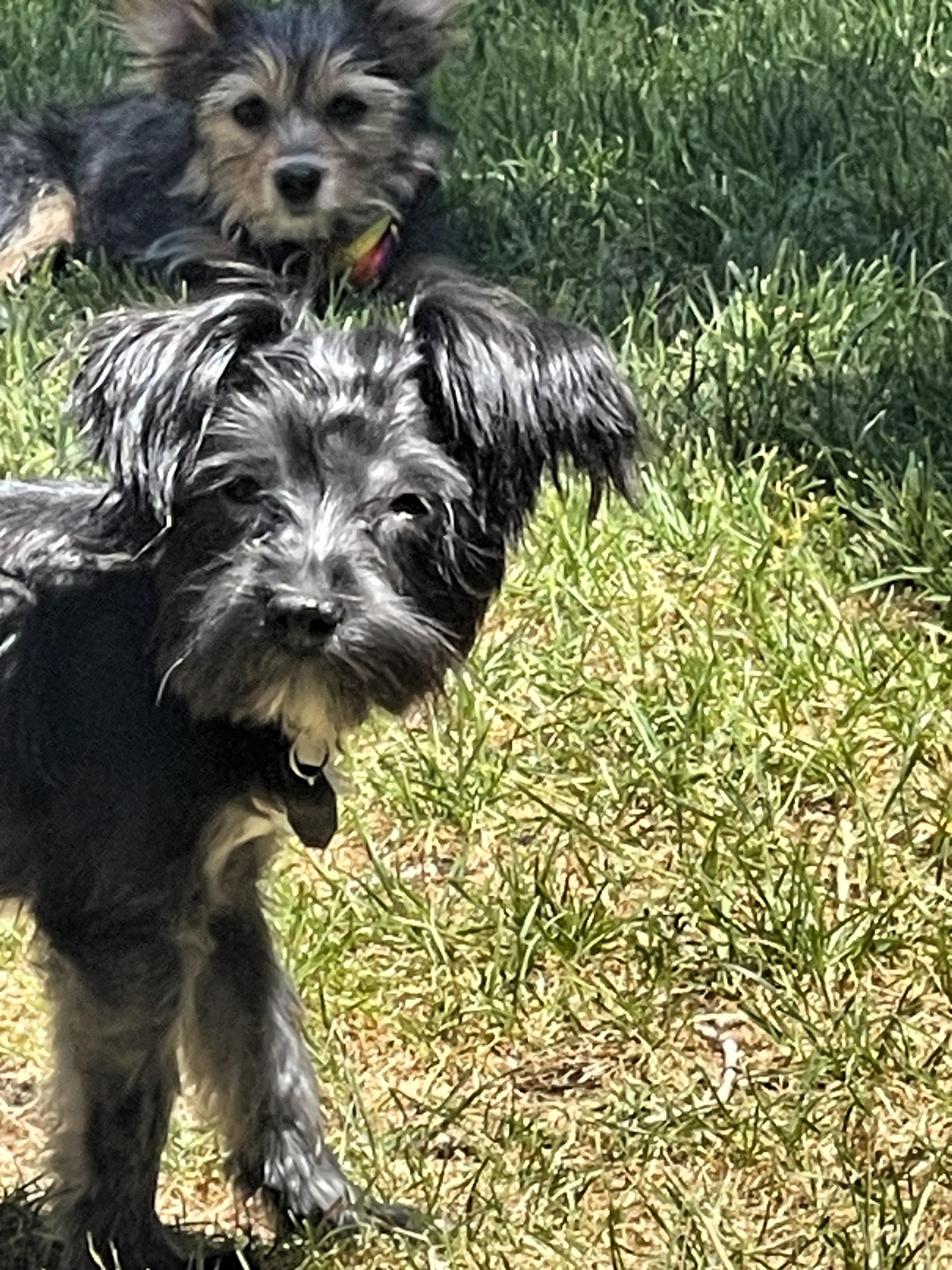 Moe, a ADOPTABLE Shih Tzu in Salt Lake City, UT image 4/5