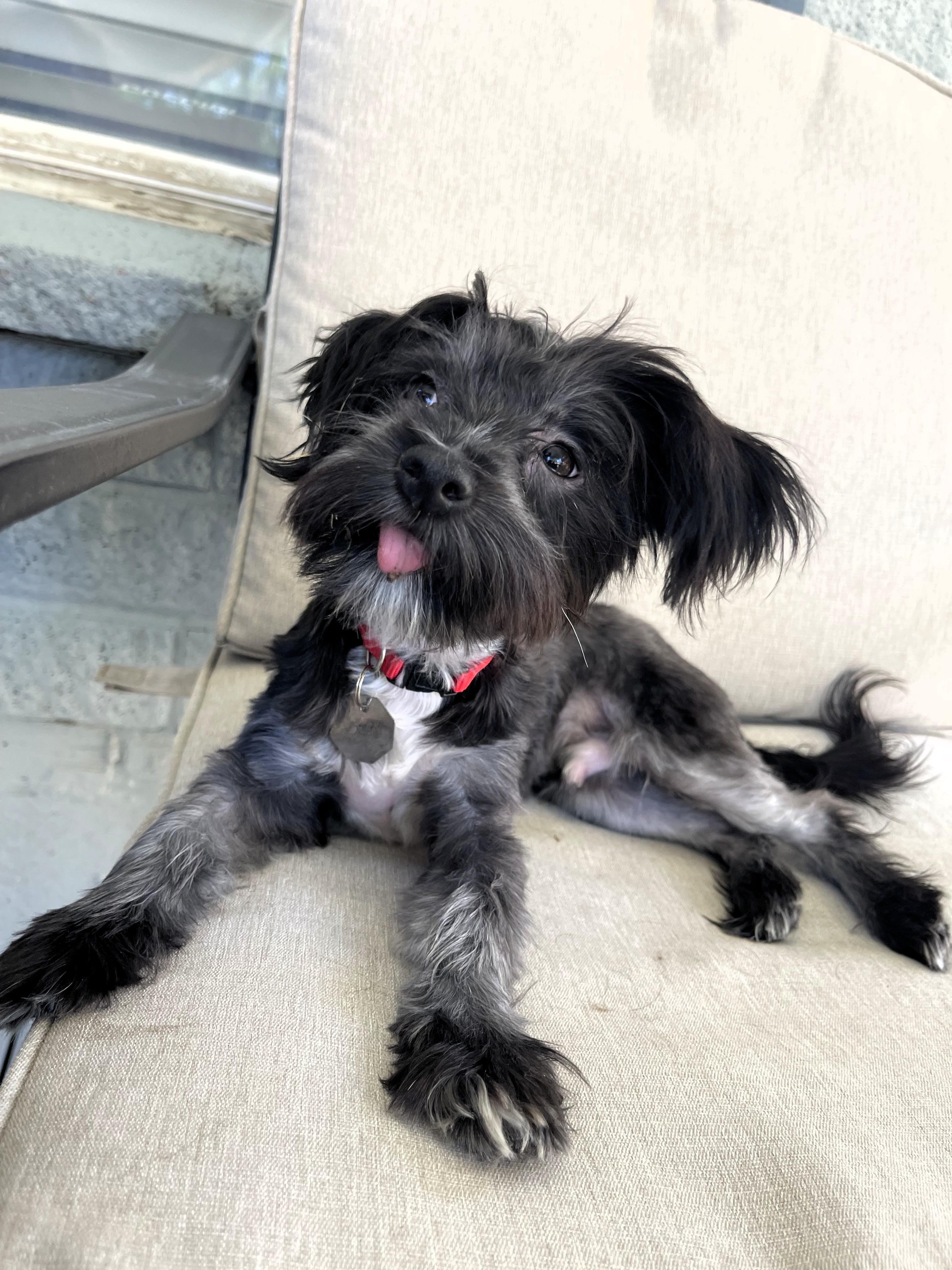 Moe, a ADOPTABLE Shih Tzu in Salt Lake City, UT image 3/5