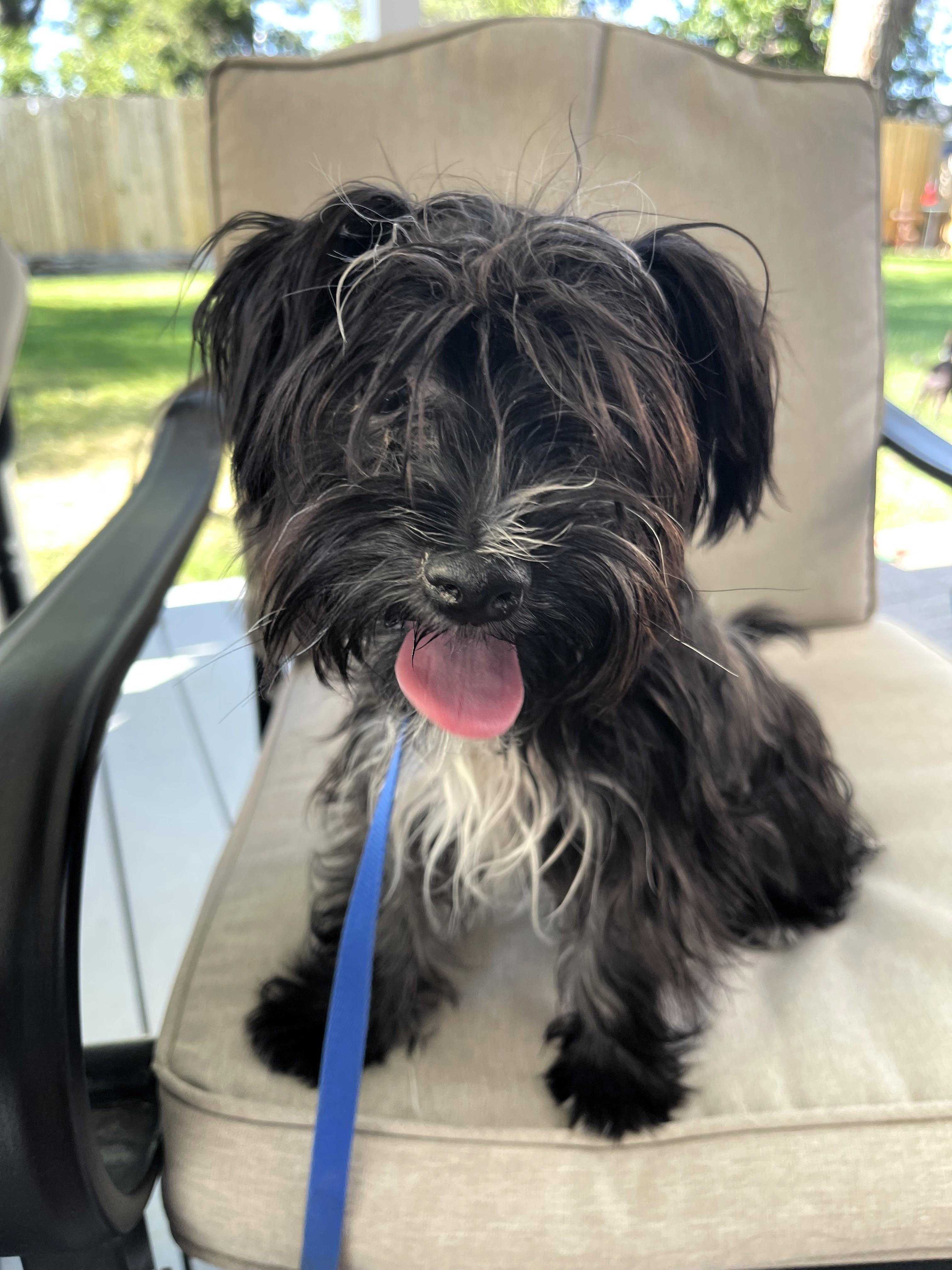 Moe, a ADOPTABLE Shih Tzu in Salt Lake City, UT image 5/5