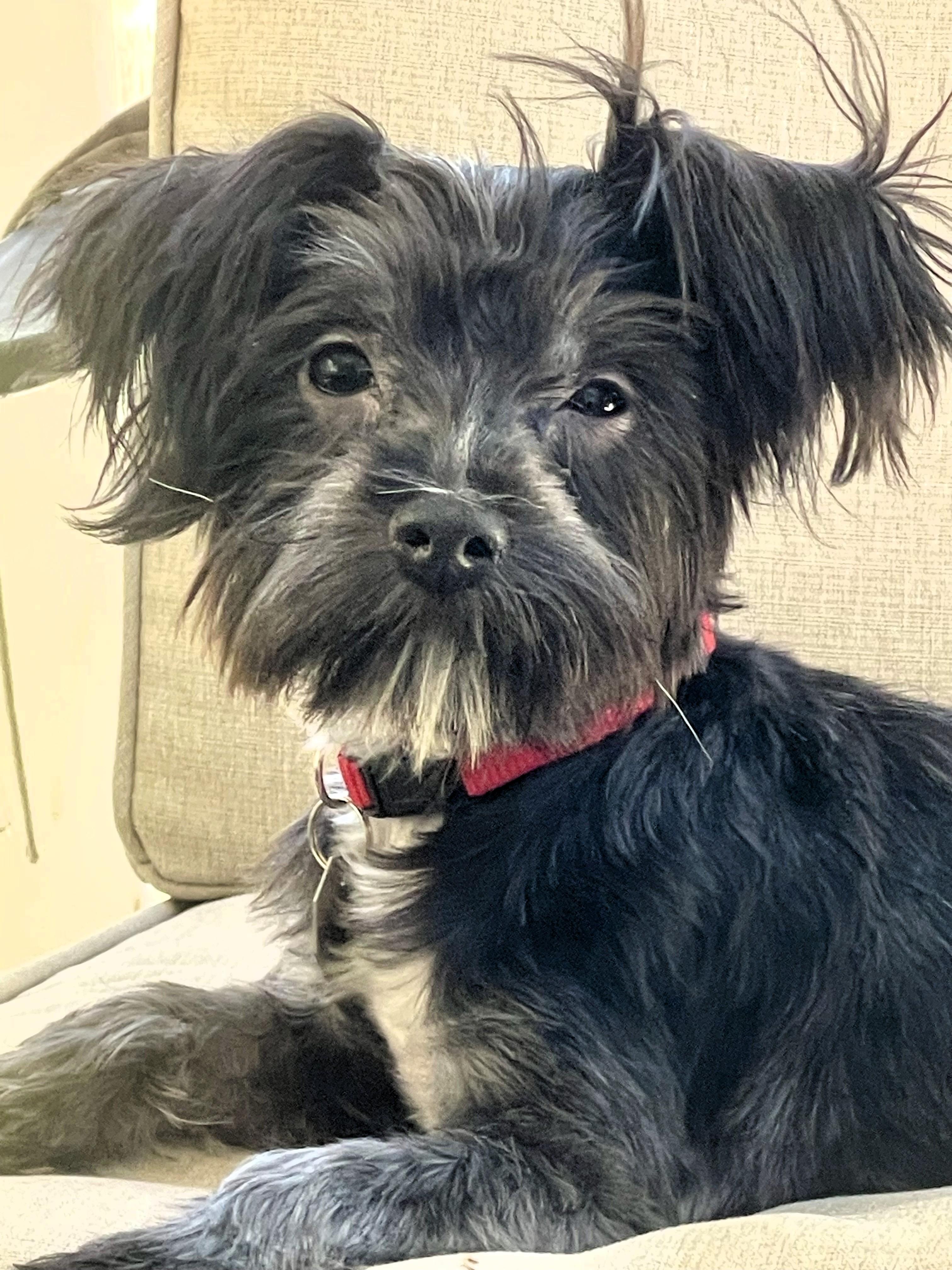 Moe, a ADOPTABLE Shih Tzu in Salt Lake City, UT image 2/5