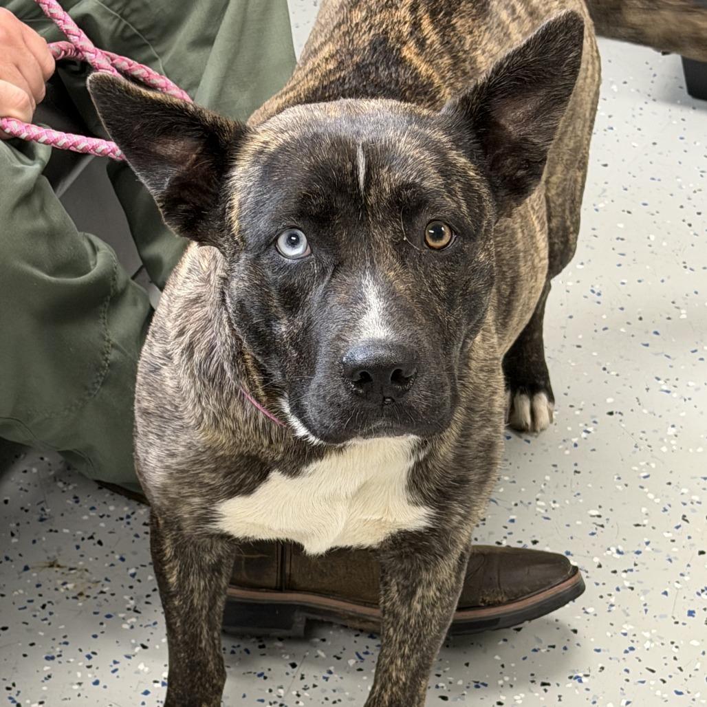 Wren aka Nerissa, Adoptable, Young Female Shepherd & Australian Shepherd.