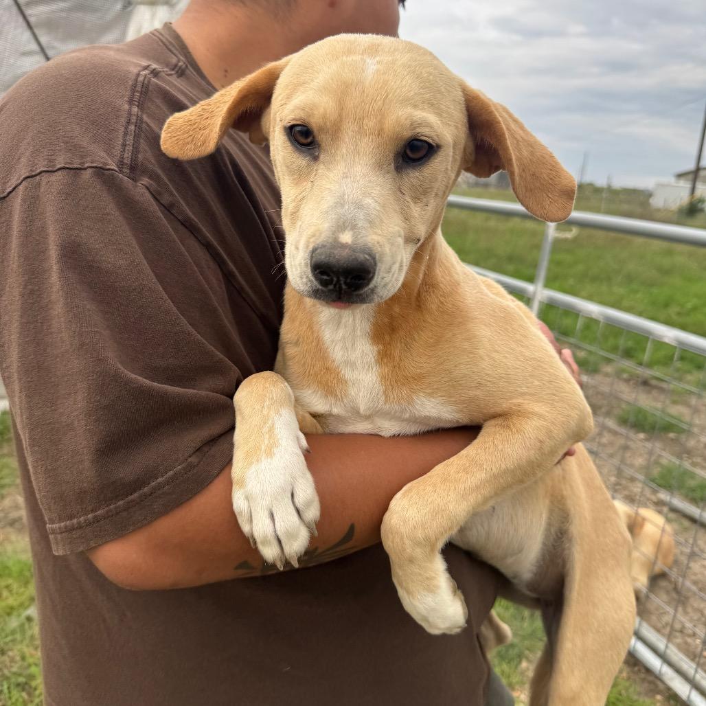 Enlarge Penny, a Adoptable Terrier in San Antonio, TX image 1/1
