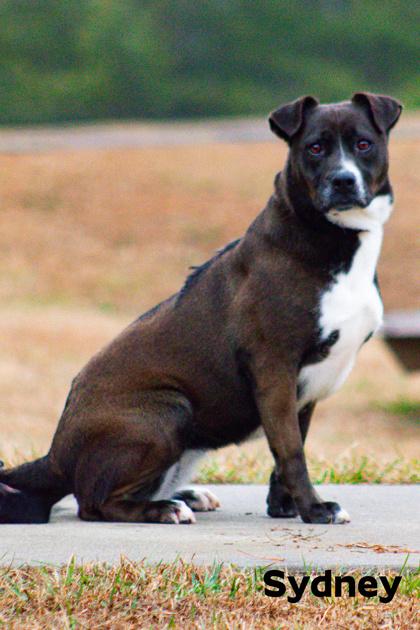 Sydney, Adoptable, Adult Female Labrador Retriever & Boxer.