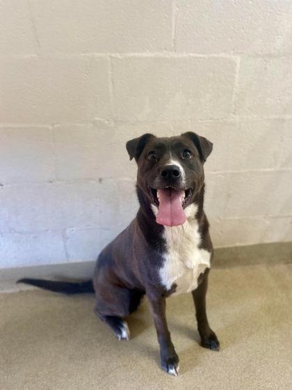 Enlarge Sydney, a Adoptable mixed breed image 1/2