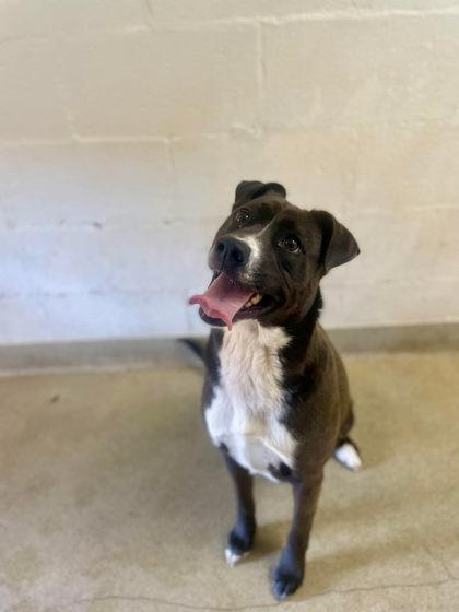 Enlarge Sydney, a Adoptable mixed breed image 2/2